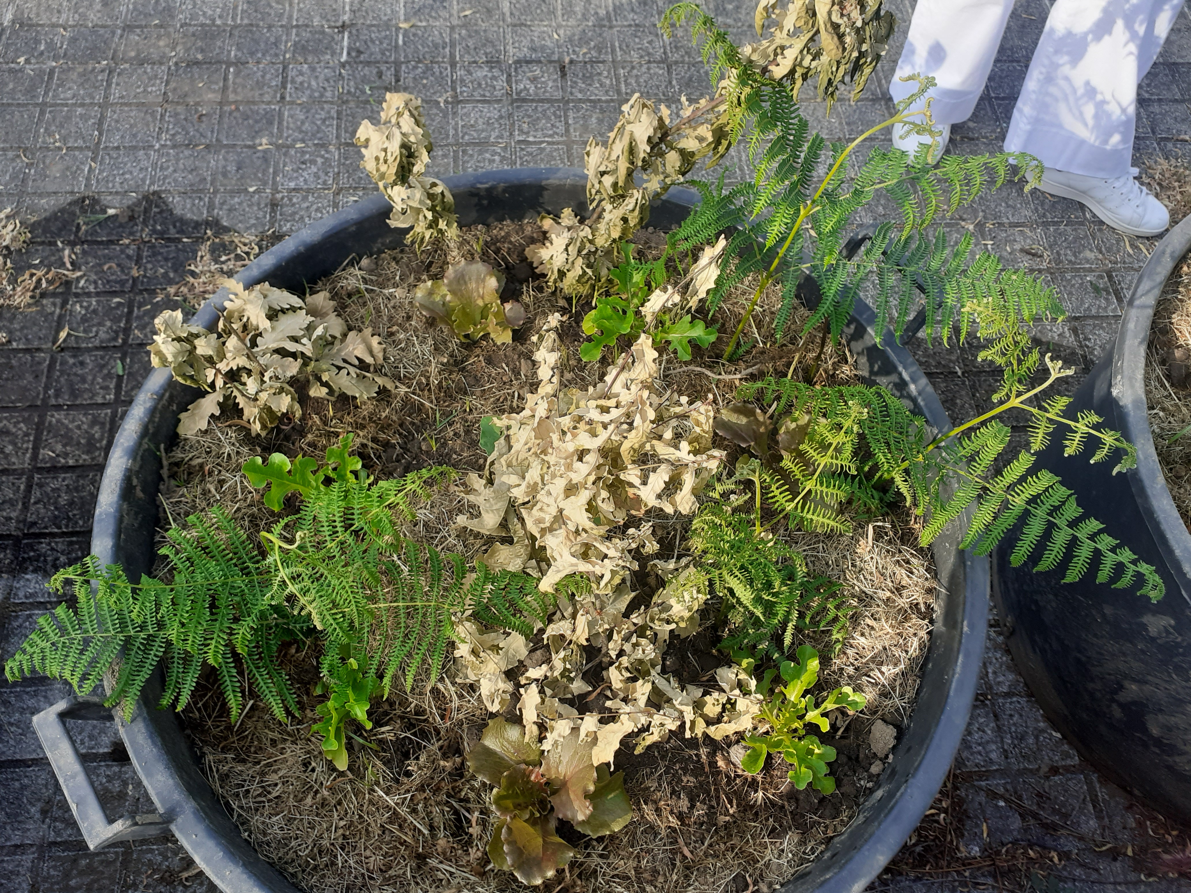 O sol esteve forte e tivemos de proteger as plantações de uma maneira bem tradicional.