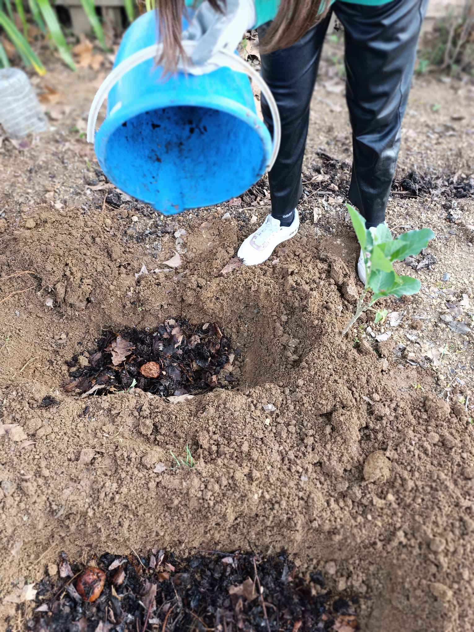 Colocação de composto para plantação de couves