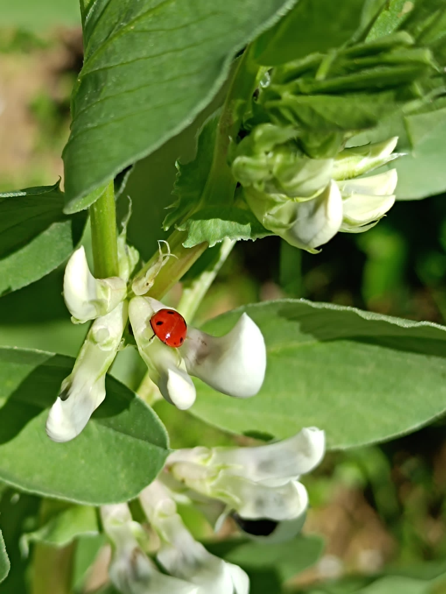 Favas e o "regresso" das joaninhas