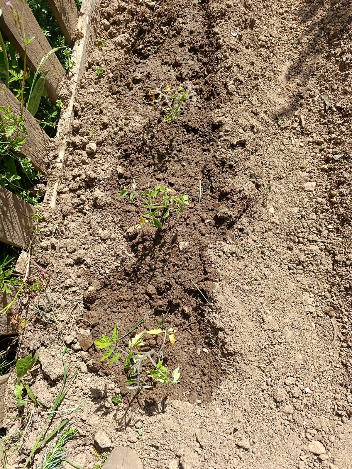 plantação de tomates