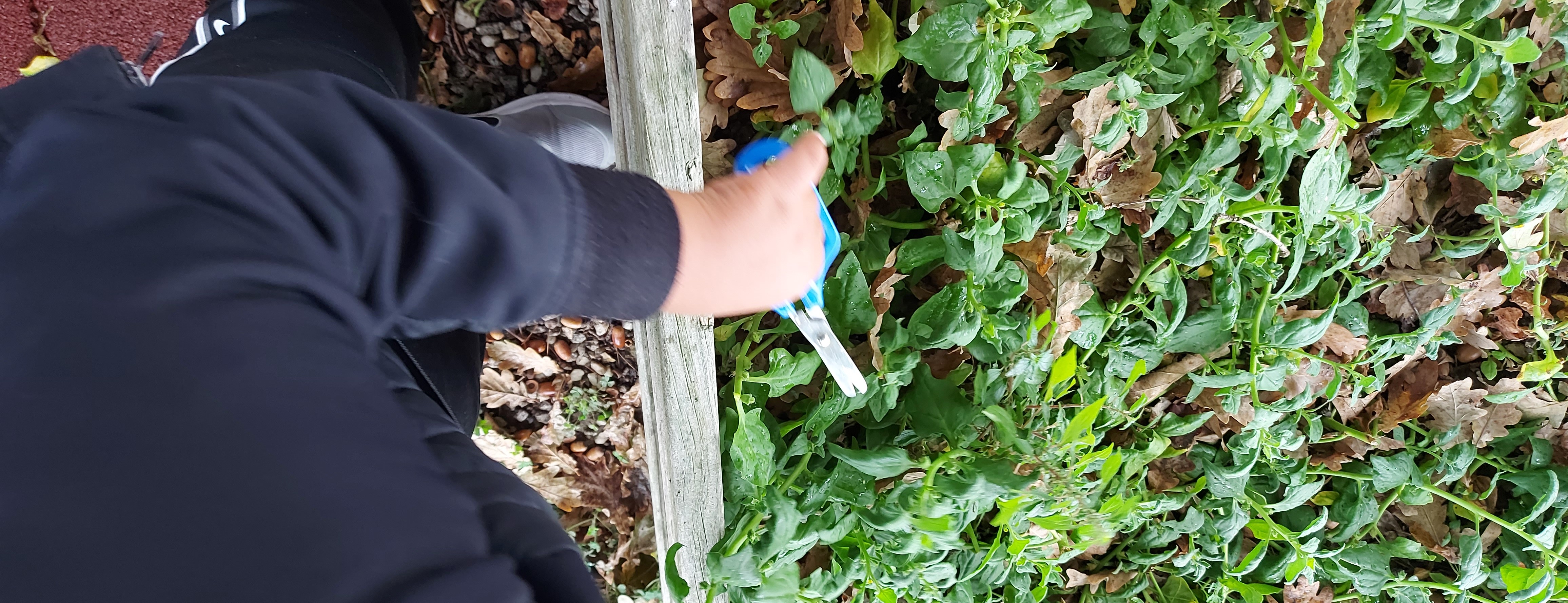 Sempre que possível, foi feita a colheita de espinafres para sortear pelas turmas ou para consumir na cantina.