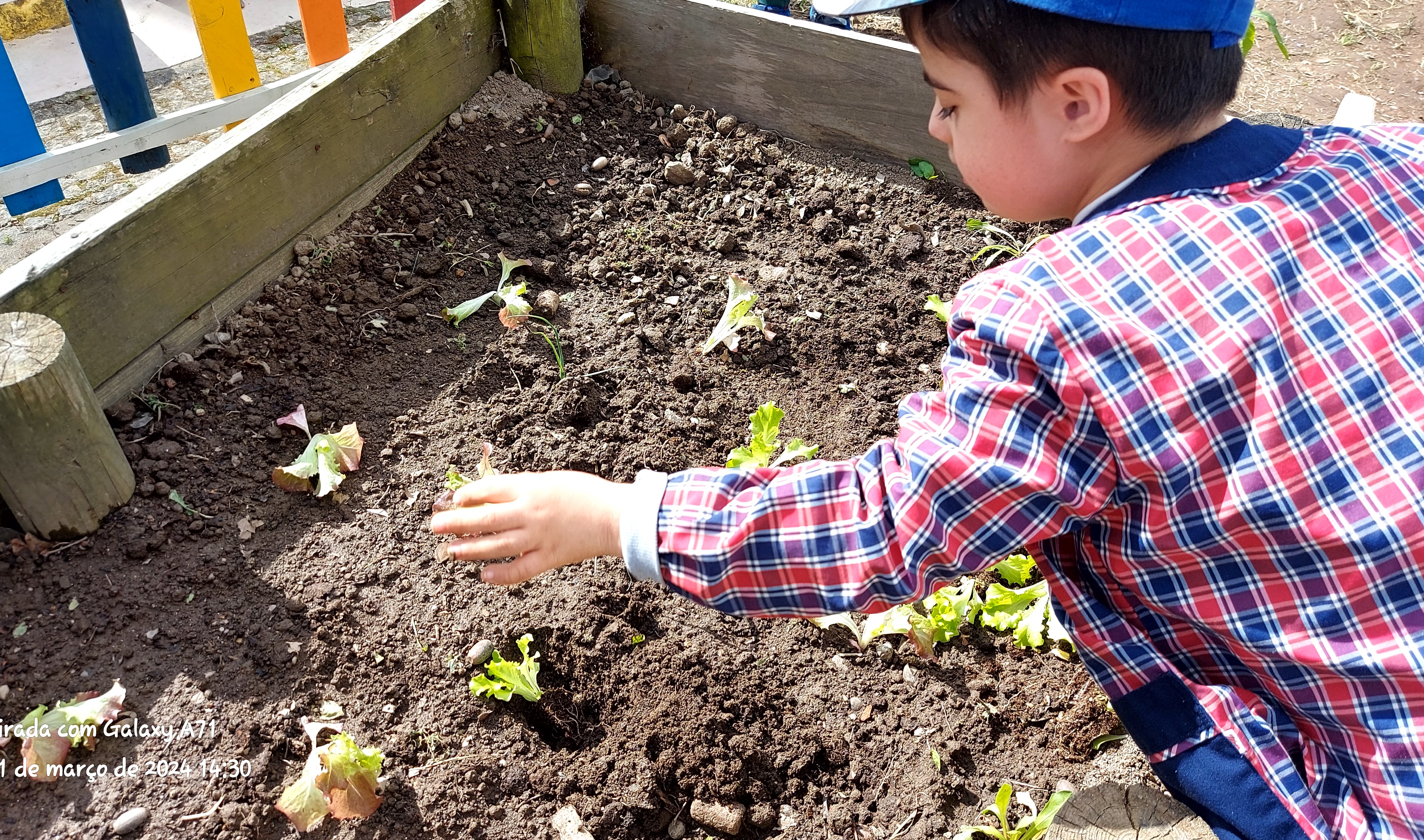 Os alunos plantaram diversos hortícolas e aromáticas oferecidos pelas famílias e por um horto próximo da escola: alface, abóbora, pimentos, tomate, couves, limonete, amoras, alho francês, feijão.