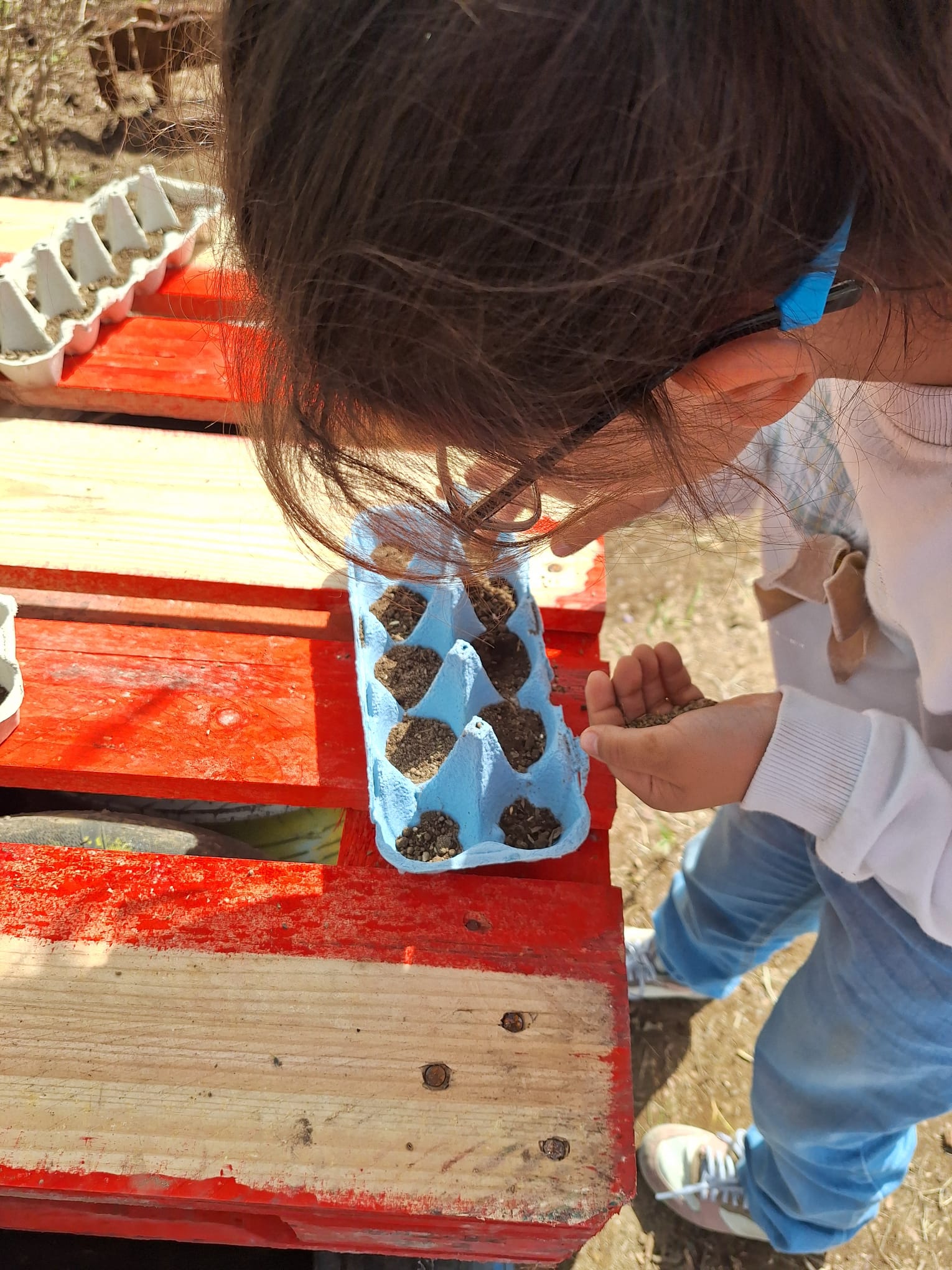 Os alunos fizeram as sementeiras de salsa, de orégãos e cebolinho, em caixas, com terra recolhida na horta, e no cantinho destinado às aromáticas.