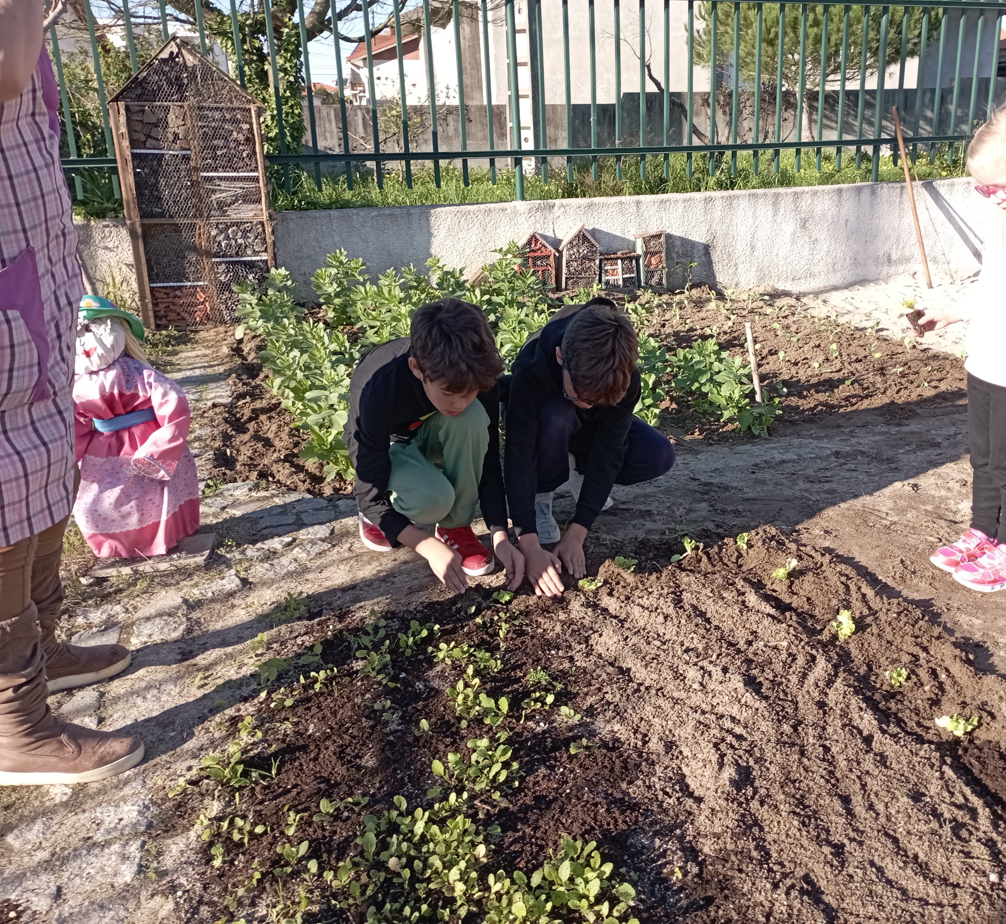 Plantação de morangueiro