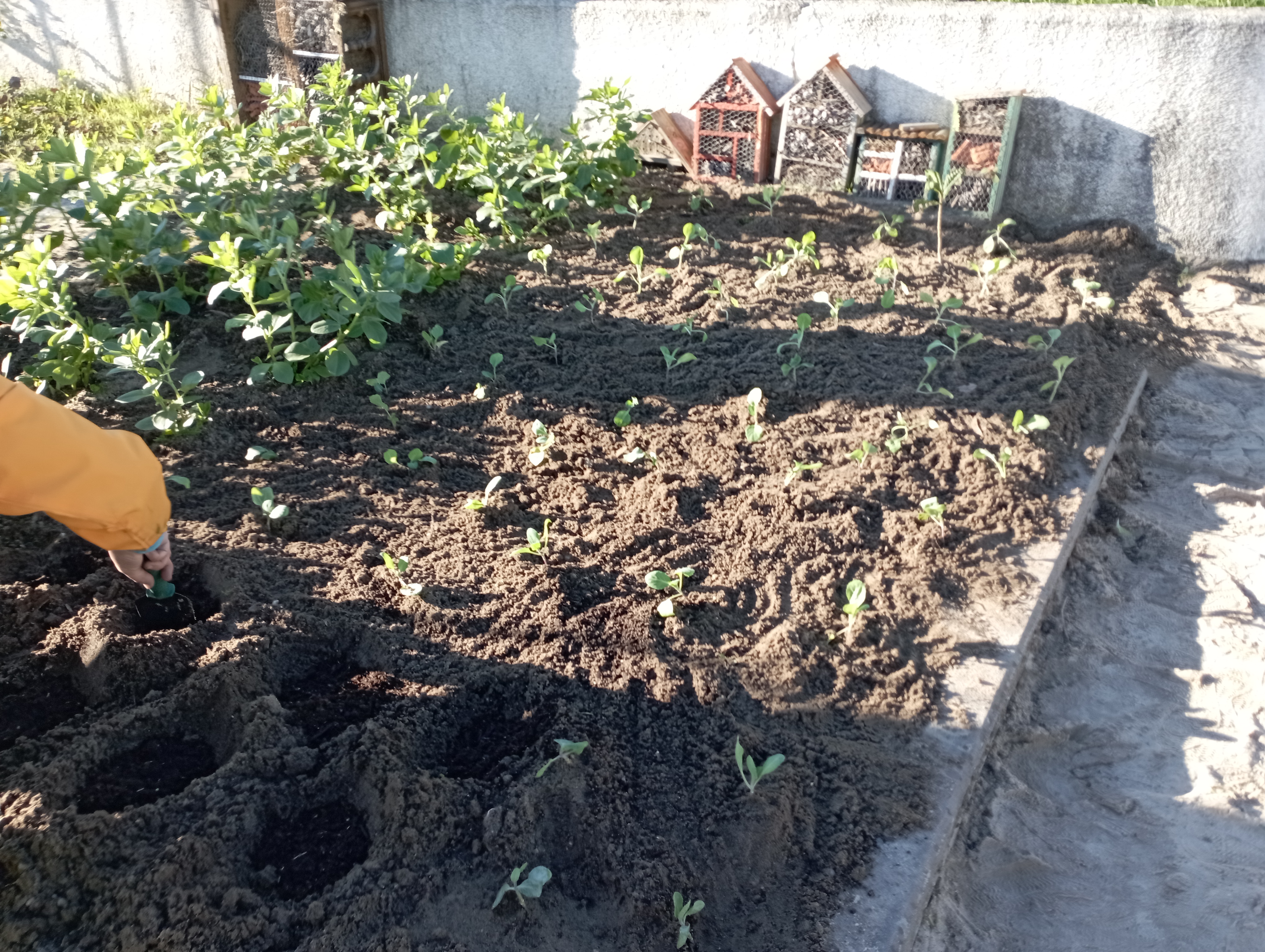 Plantação de couves e crescimento das favas