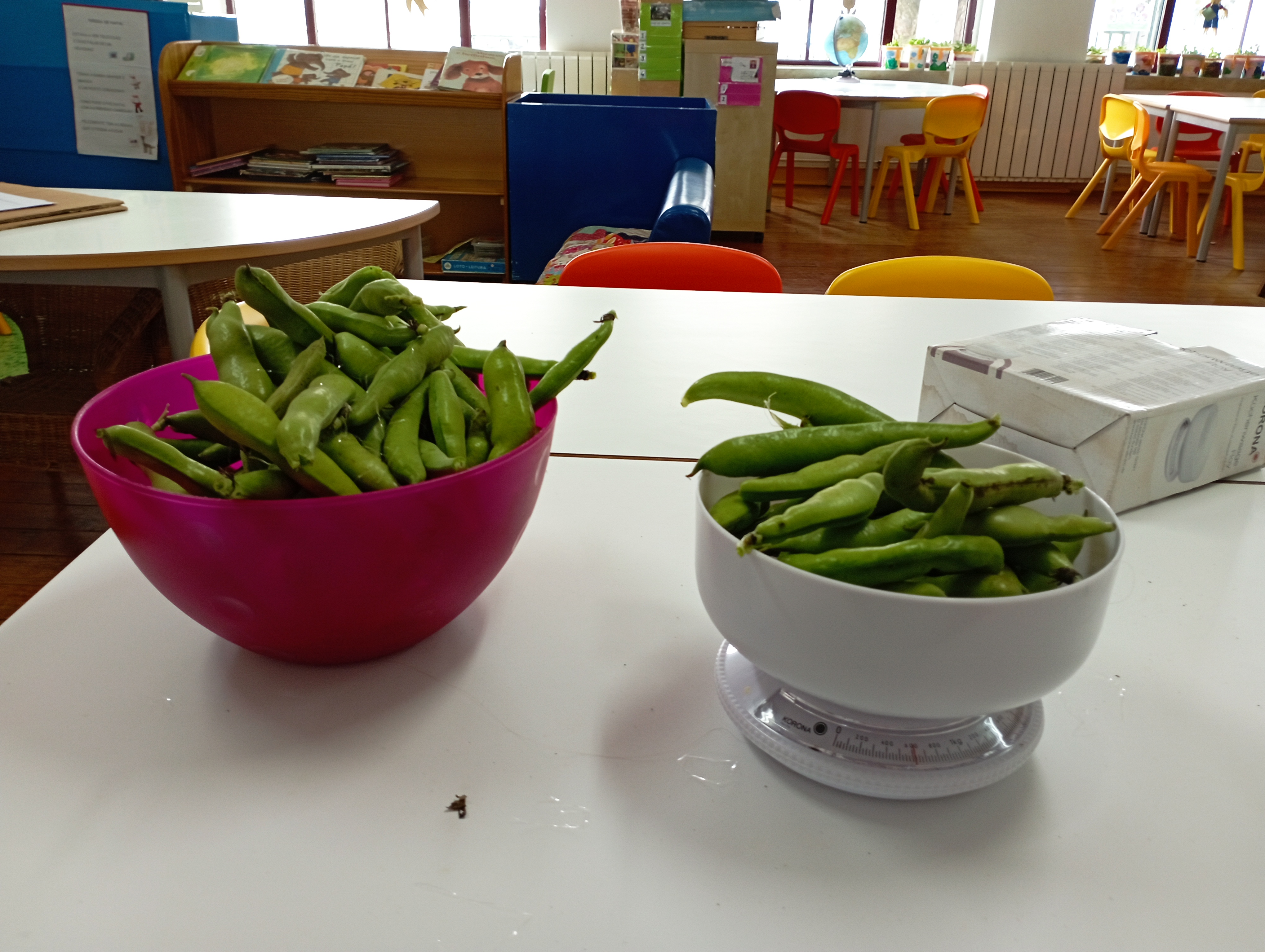 Depois de apanhadas, chegou o momento de pesar as favas para serem vendidas.