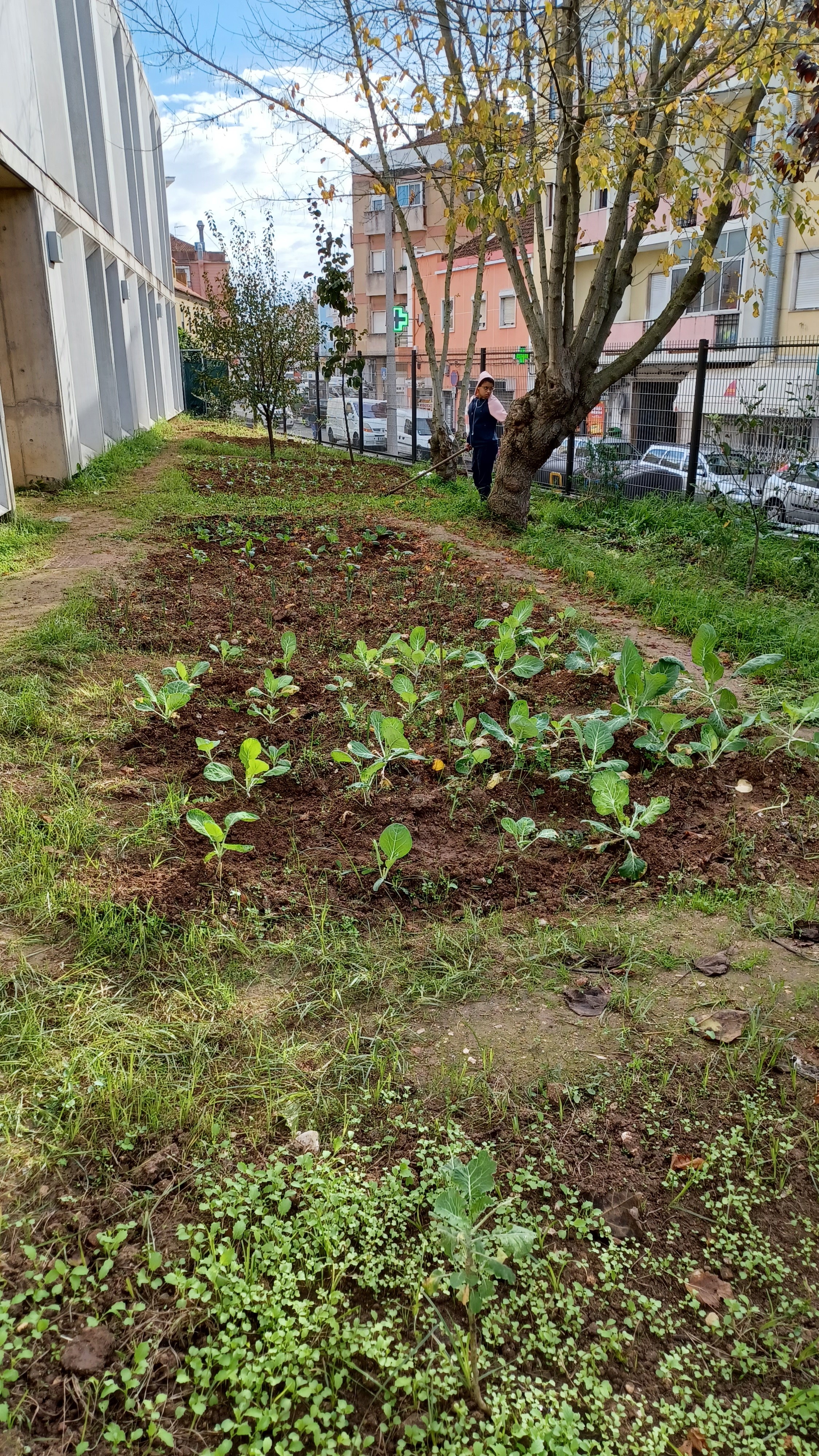 As várias espécies plantadas e cultivadas