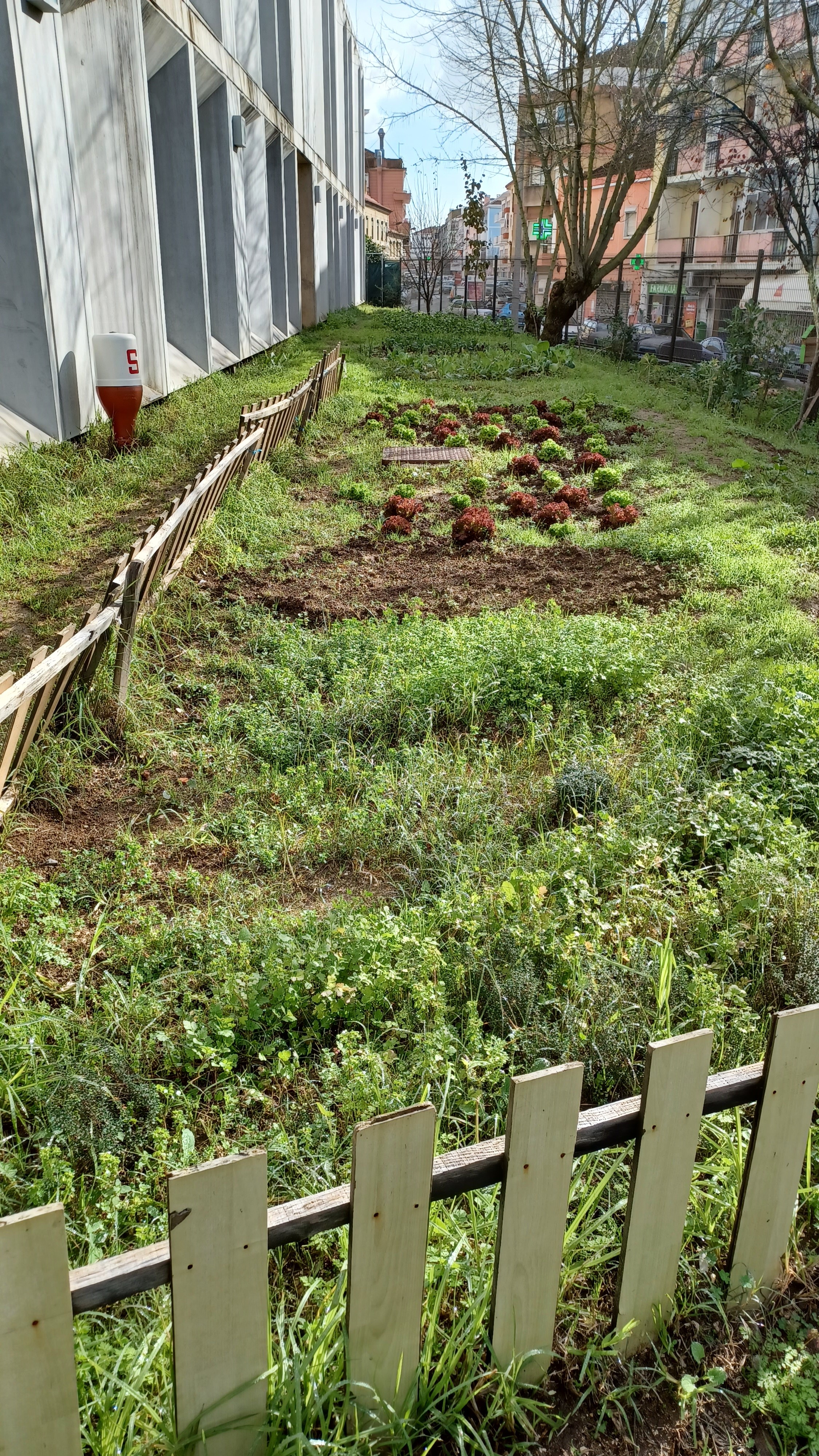 Horta com as várias espécies em janeiro: couves, aromáticas, favas, alhos, beterrabas, espinafres, nabiças, etc