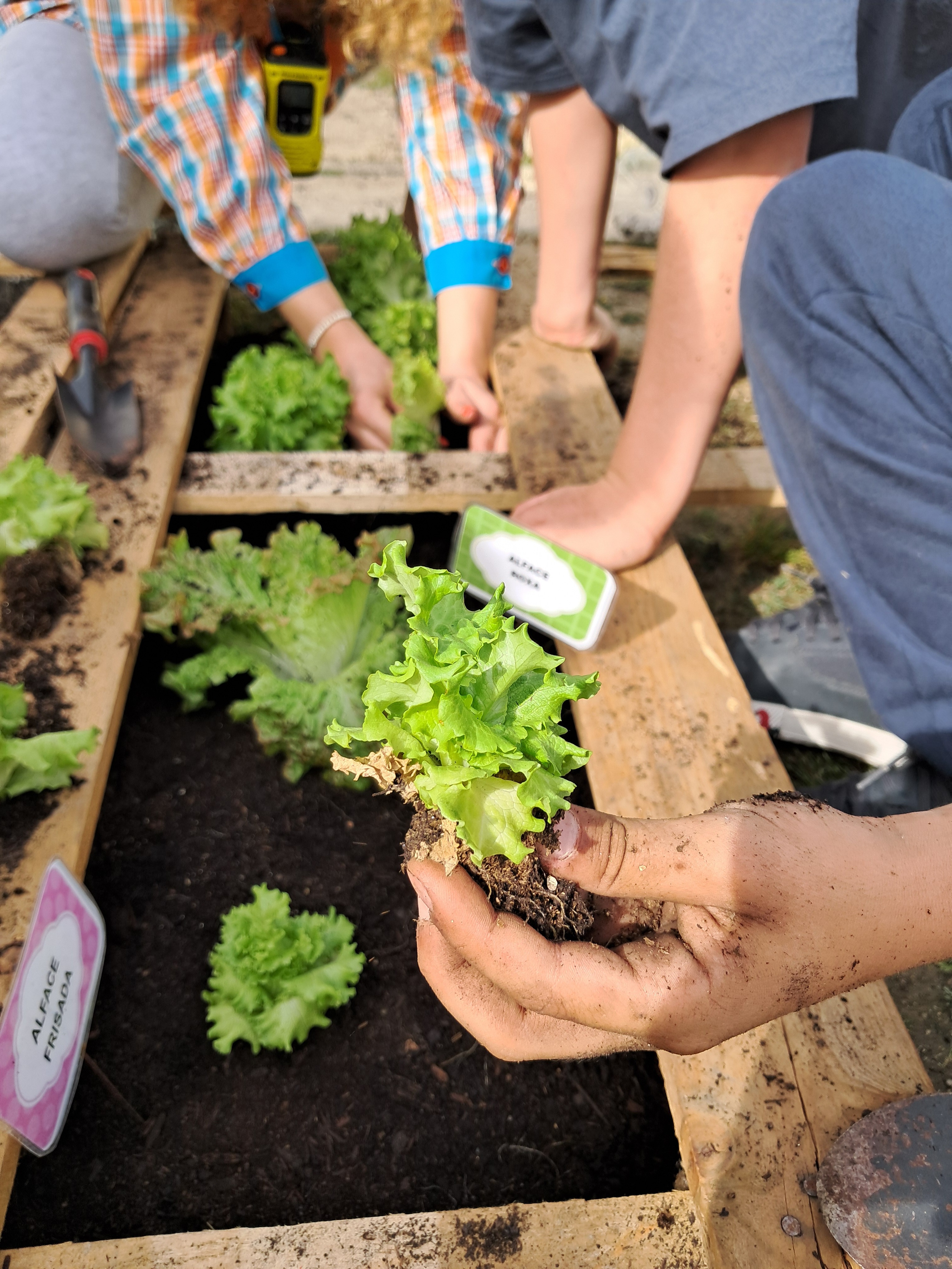 Plantámos alfaces, alhos franceses, beterrabas, tomates, cebolas roxas, couves portuguesas e morangos.
