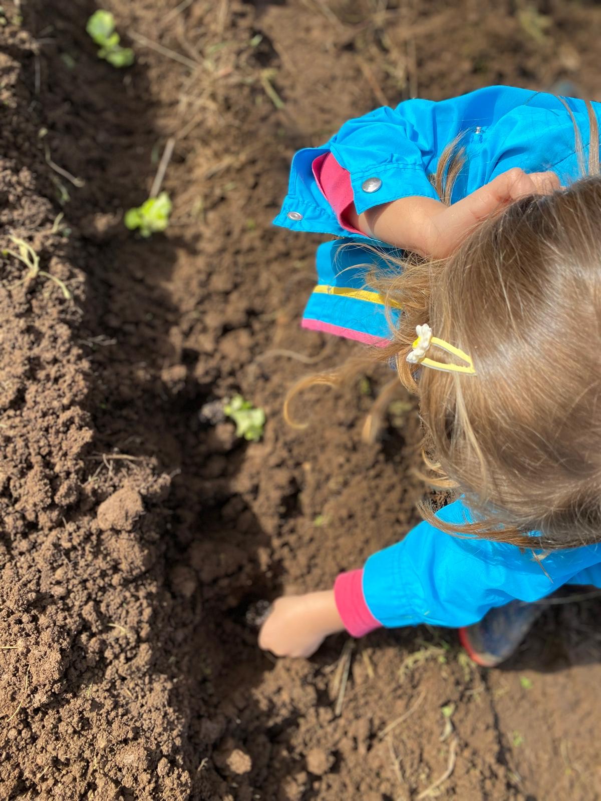 Depois de prepararmos o terreno, procedemos à plantação.