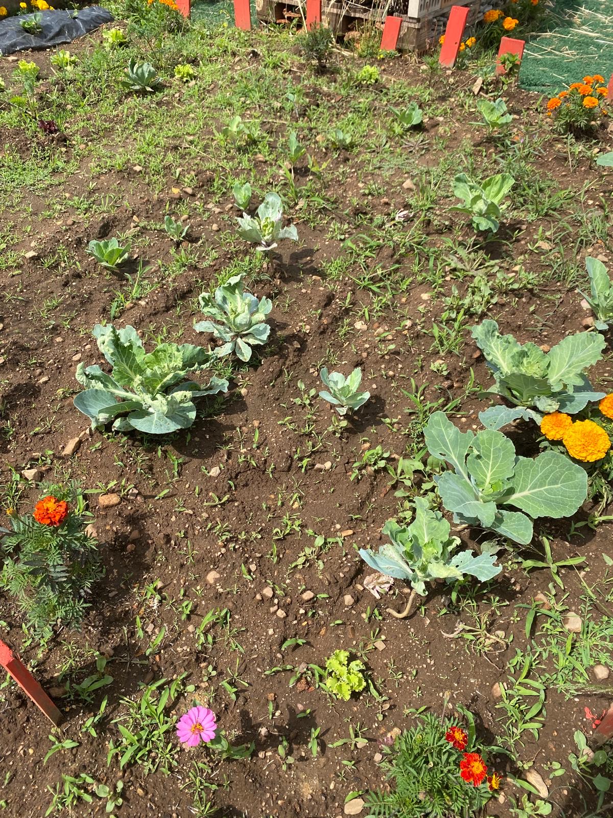 Crescimento dos legumes