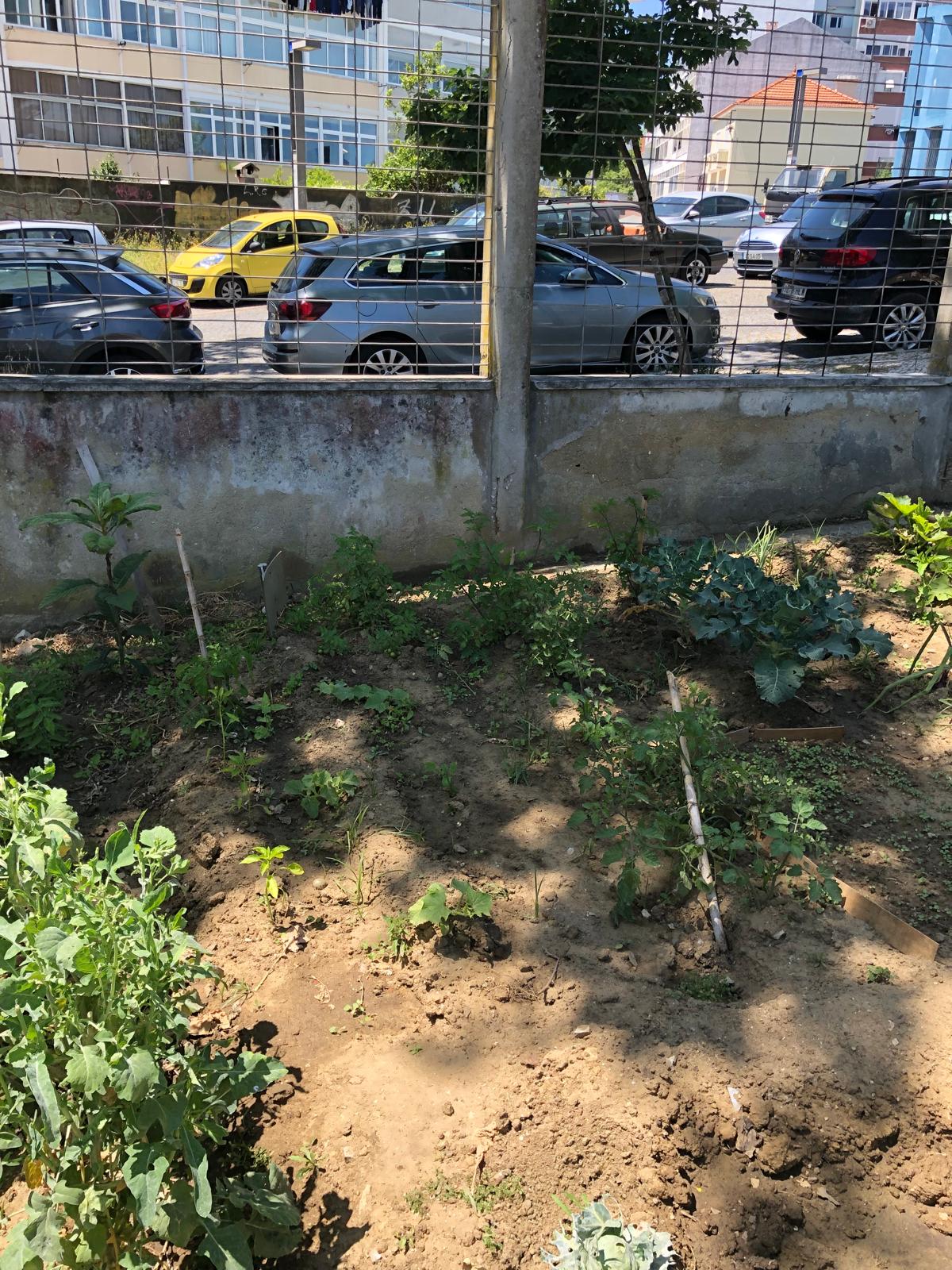 Tomate Cheri, pimentos, abóbora.