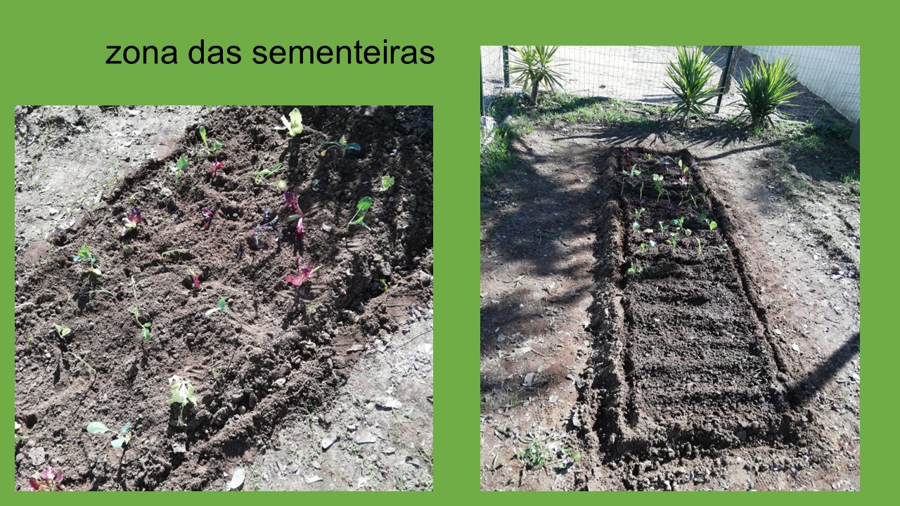 zona das sementeiras.