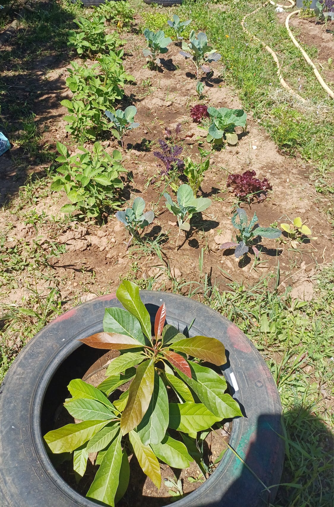 O nosso abacateiro está a crescer na horta.