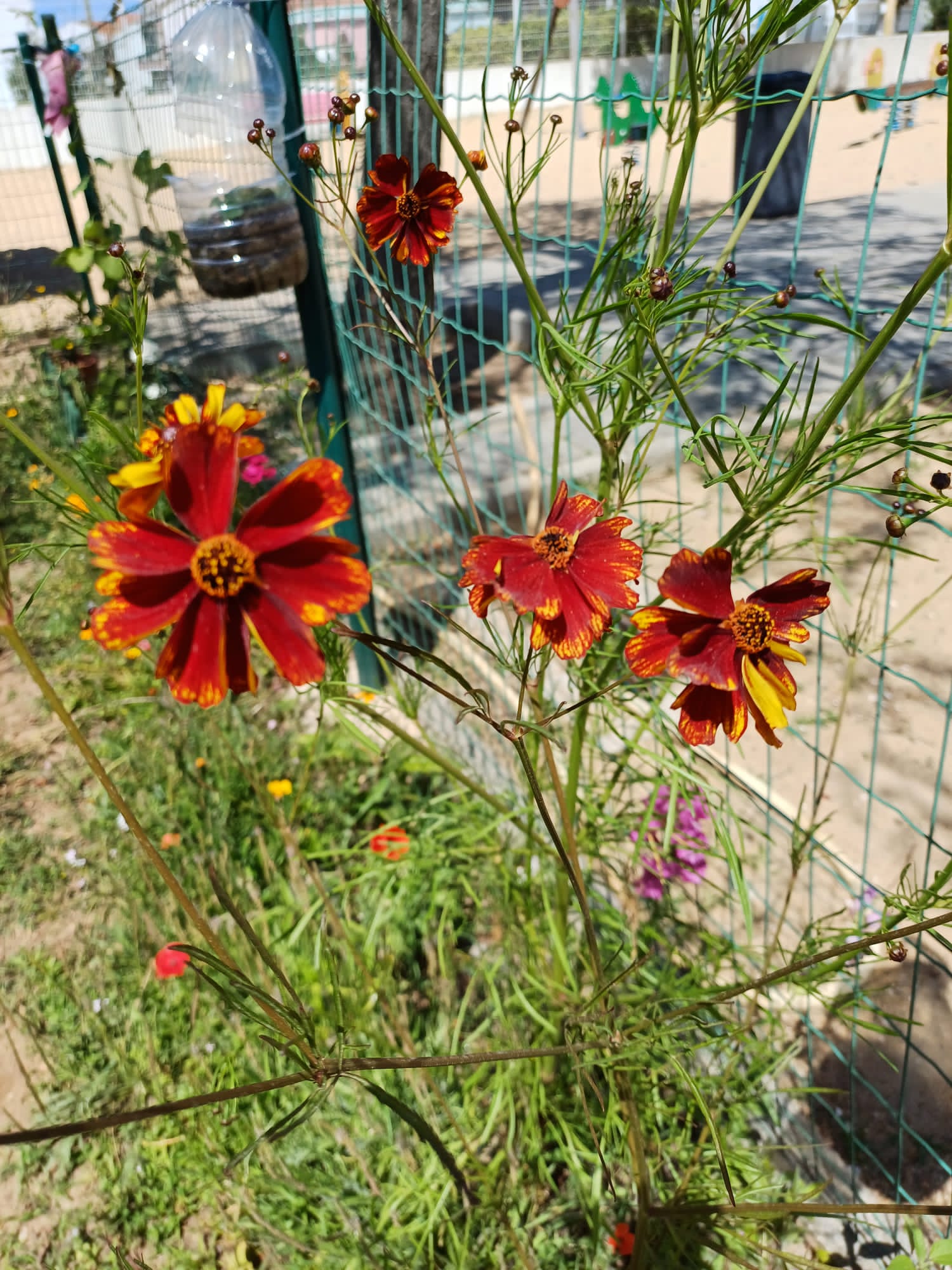 A nossa horta está rodeada de flores.