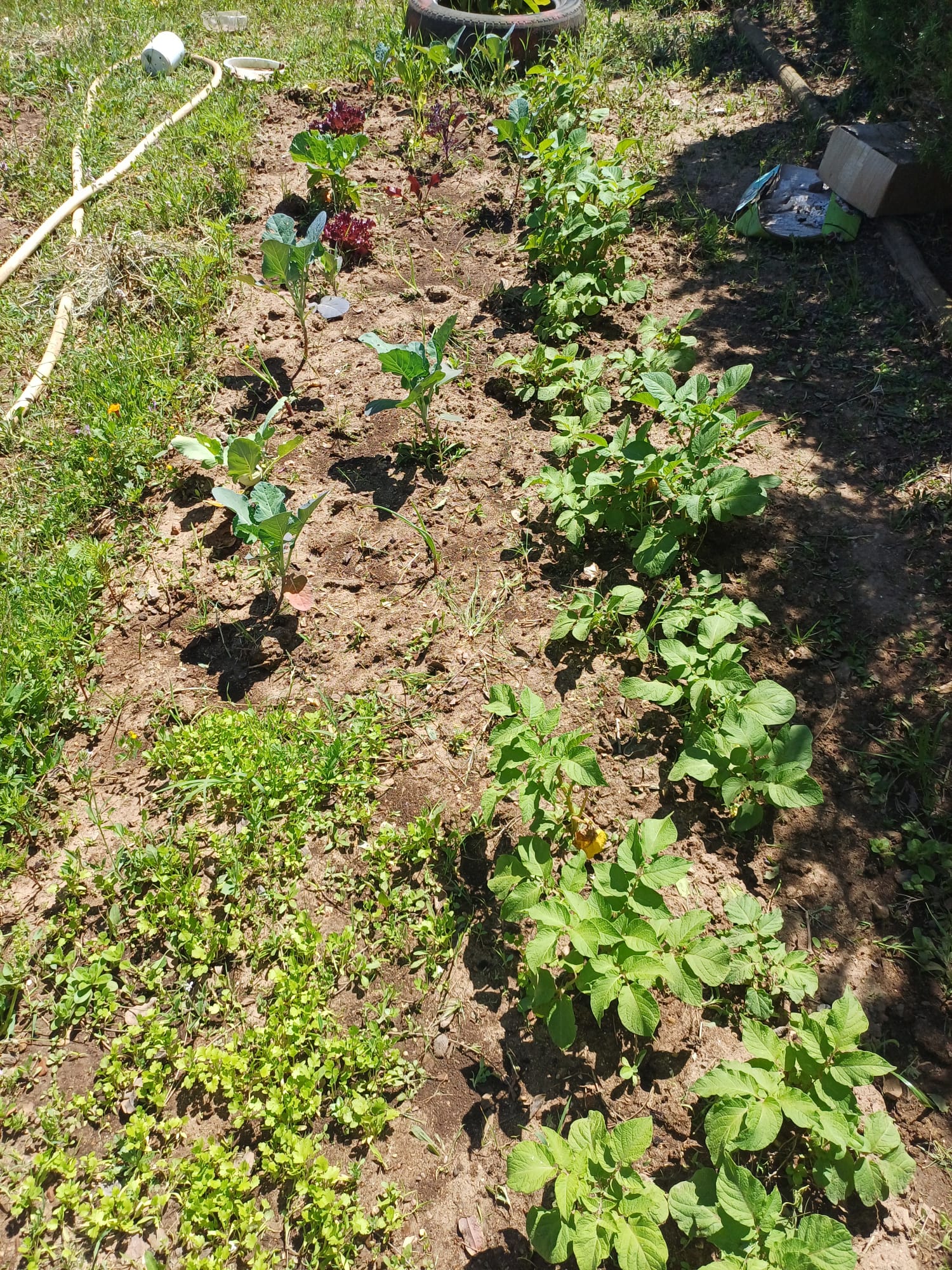 As batatas, salsa, couves alfaces, cenouras da nossa horta.