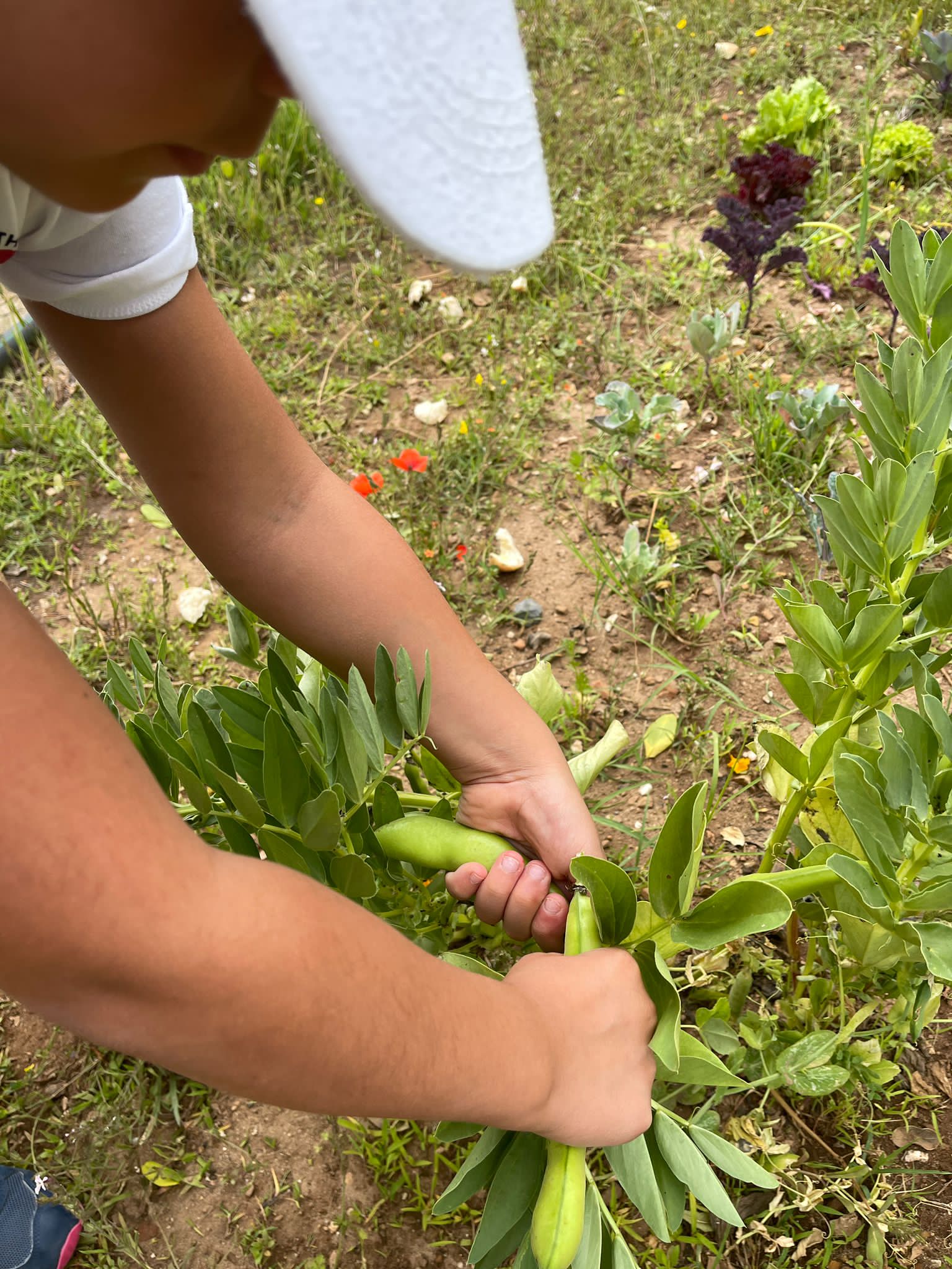 Colheita das favas. Os alunos do pré escolar foram fazer a colheita.