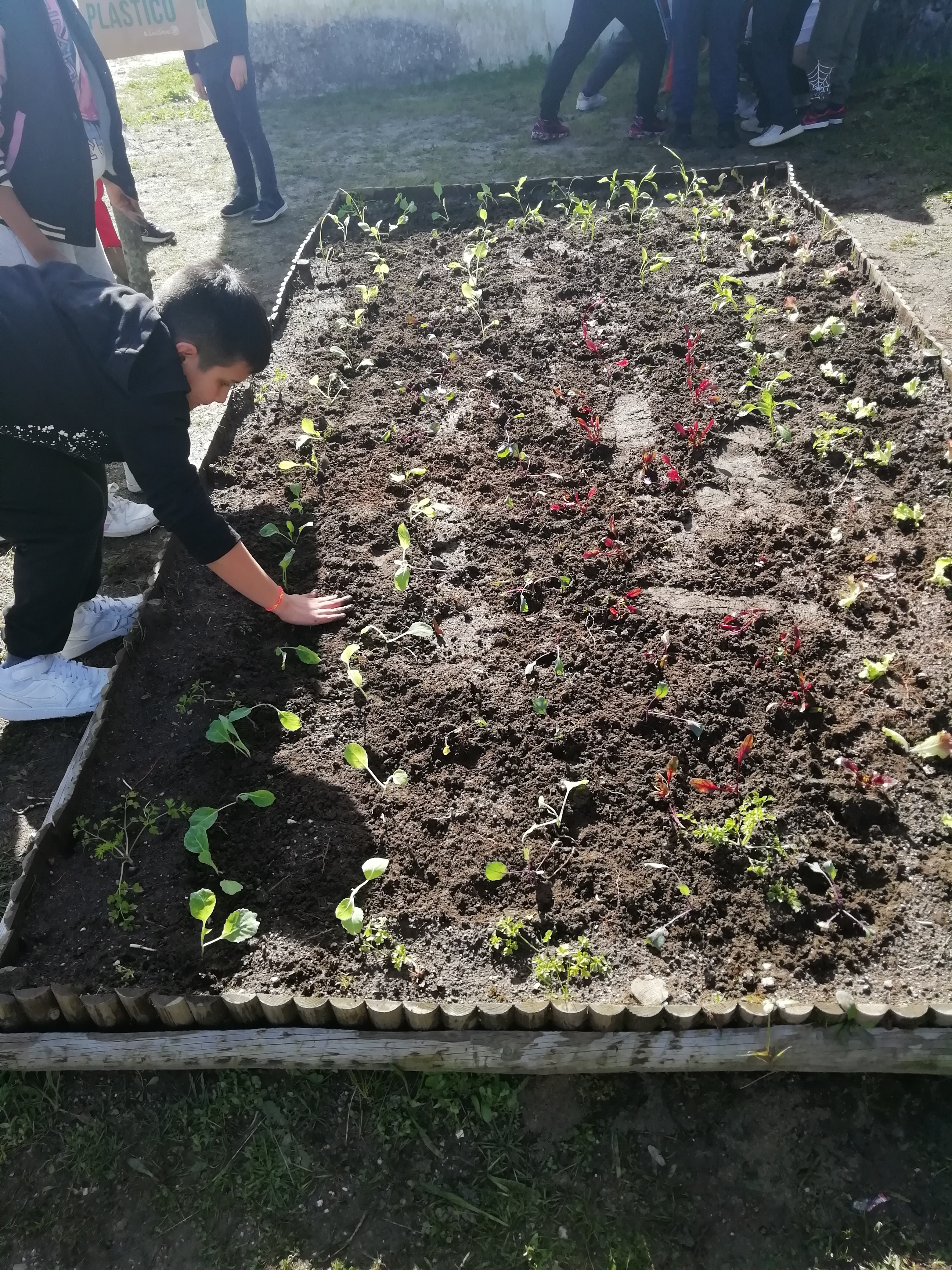 Finalização da plantação.