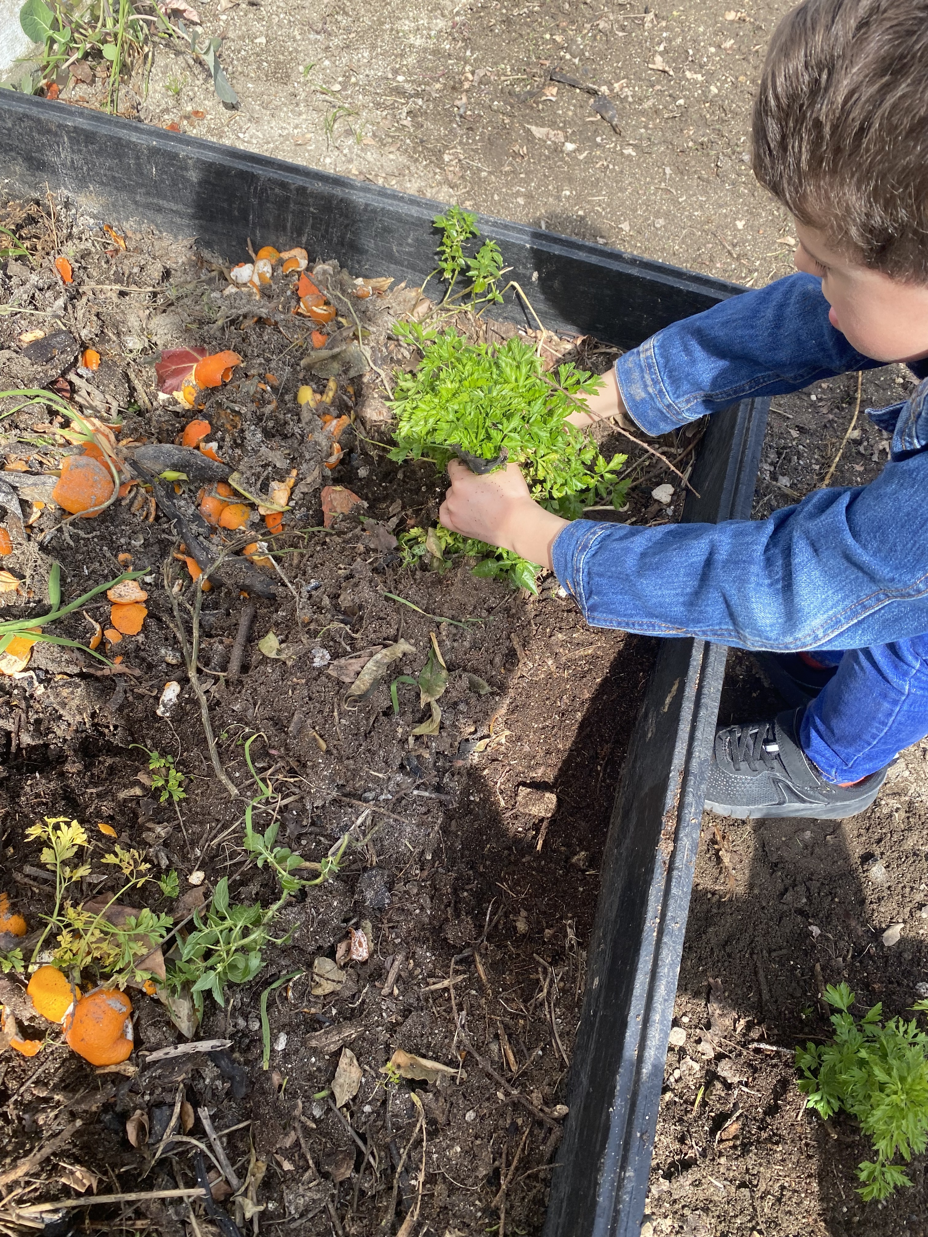 Um pezinho de salsa nascido na compostagem irá ser plantado junto da alface