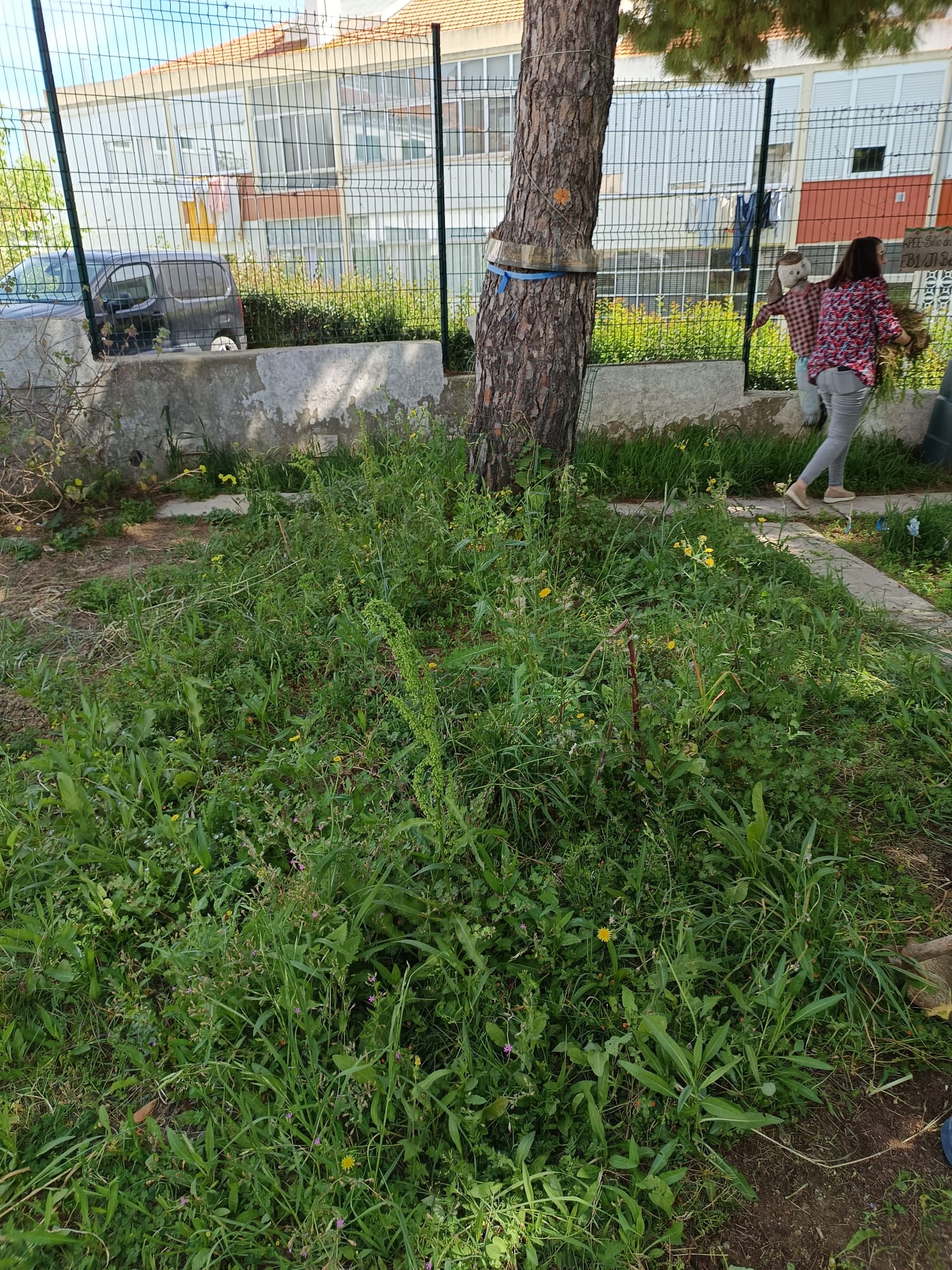 Terreno da Horta em abandono.