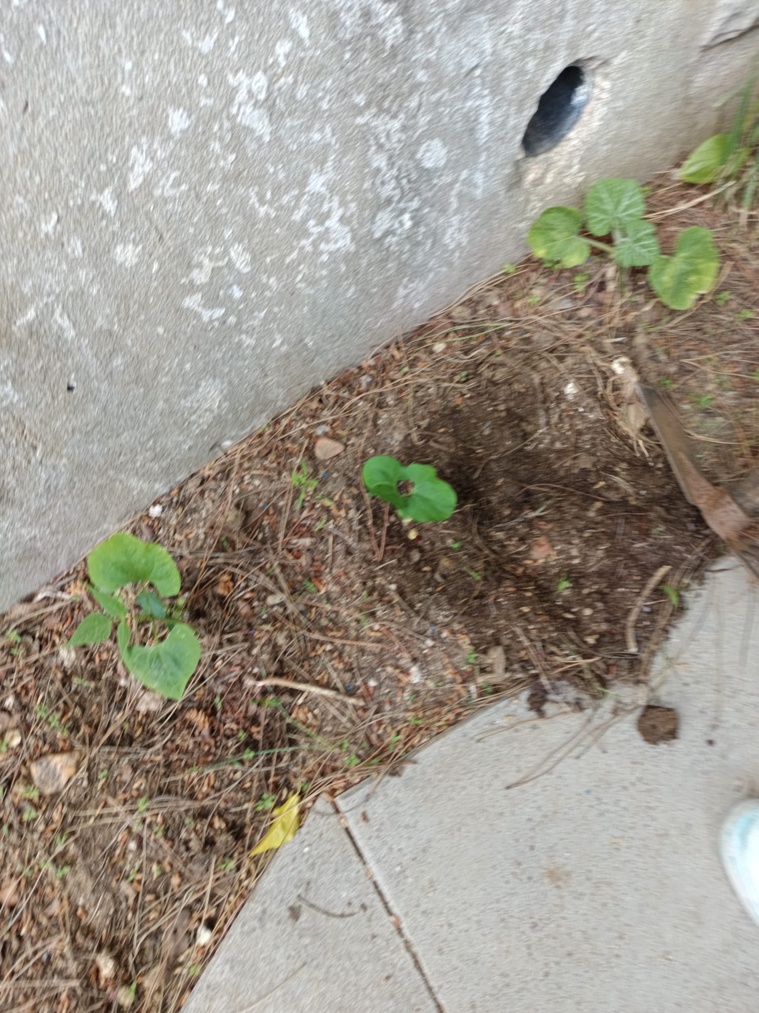 Feijoeiros e abóbora.