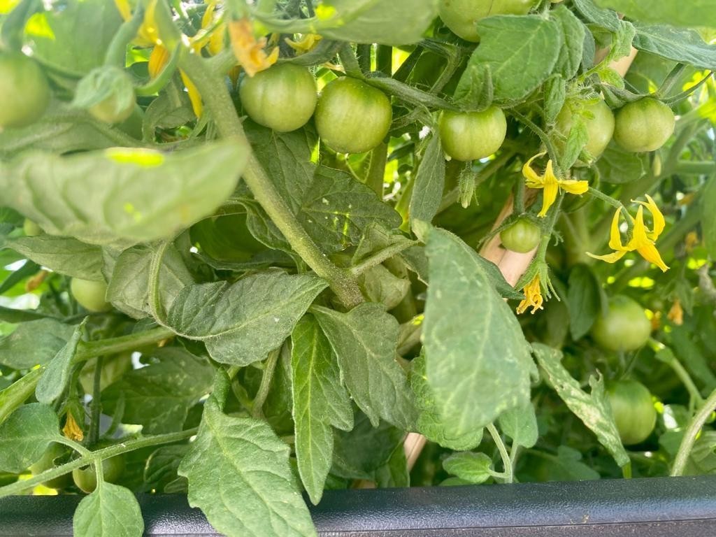 Os tomates