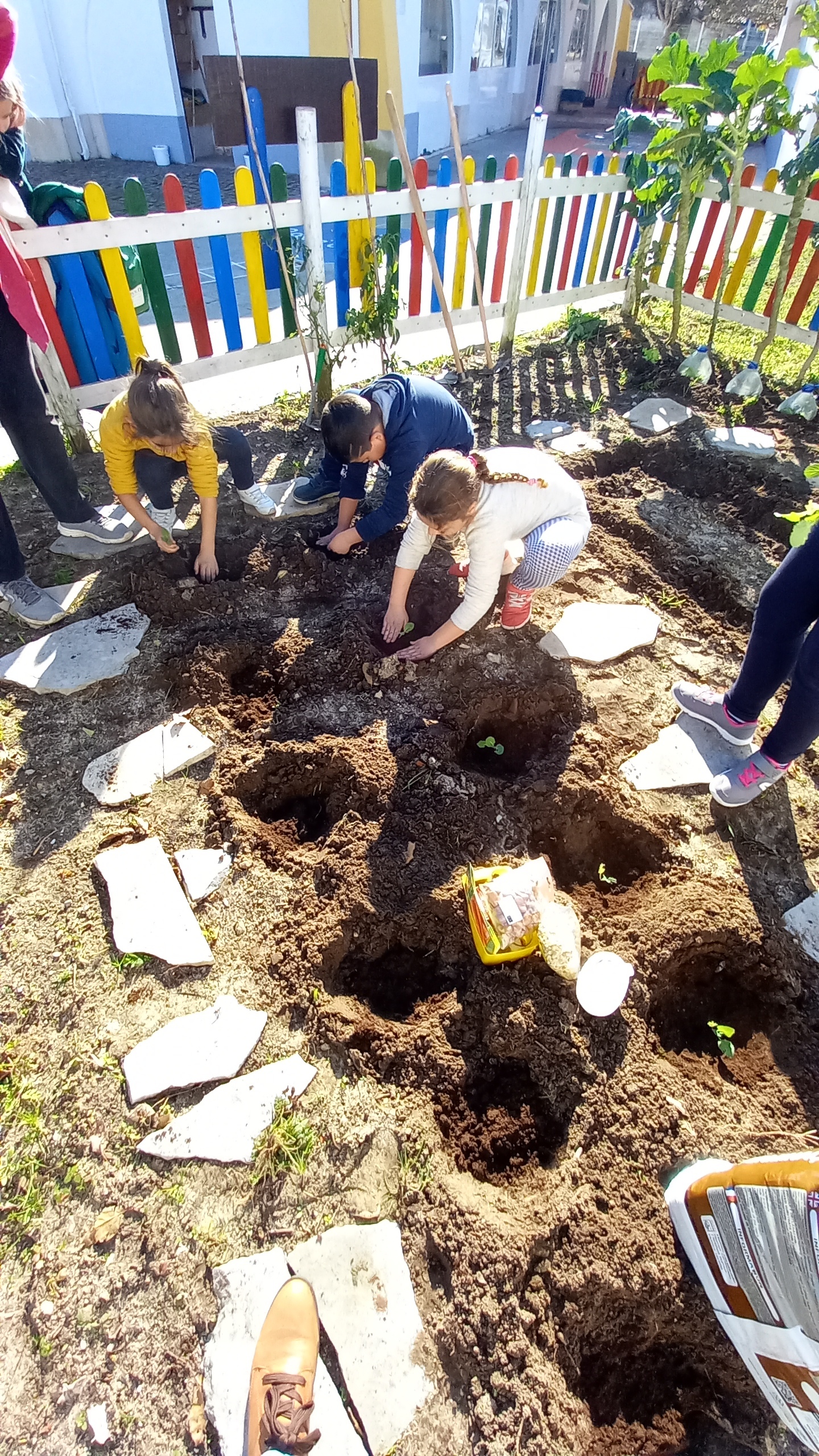 Colocação das nabiças na horta. 
Previamente as sementes foram colocadas na terra, viram crescê-las e depois mudaram-nas para a Horta.