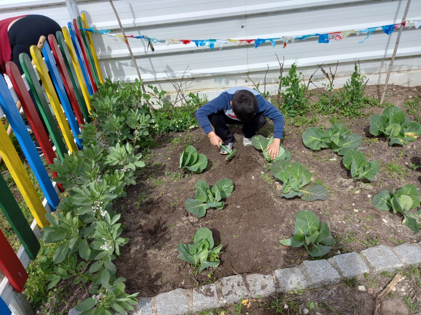 Resultado final depois de cuidarem das suas Plantas - sem ervas!!!