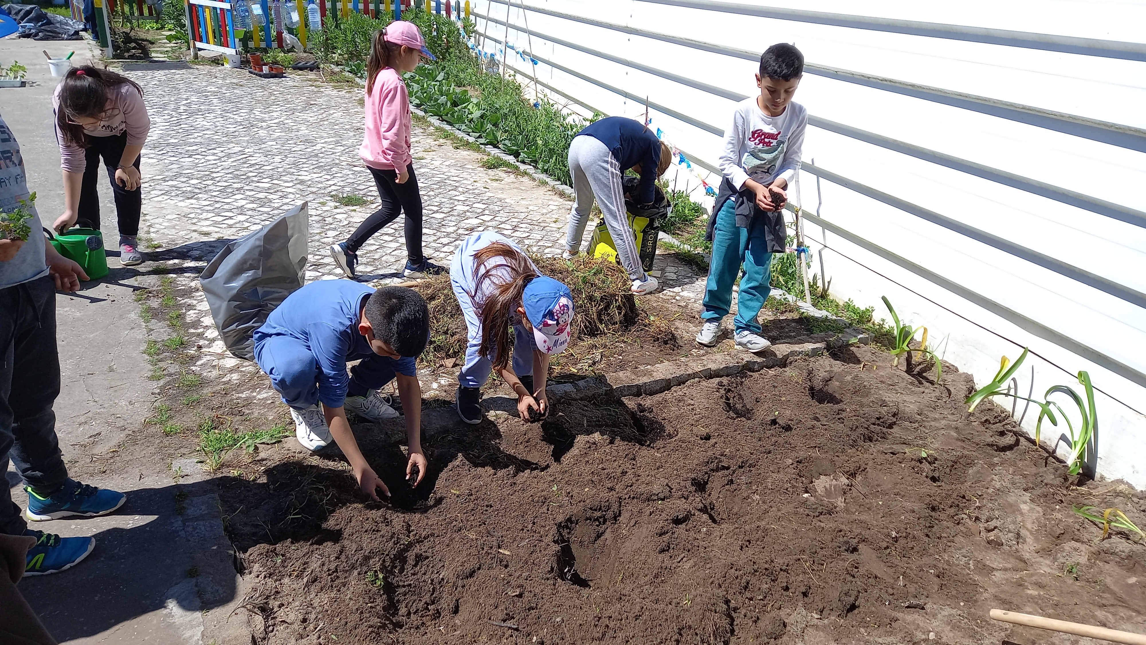 Novas plantas na nossa Horta: tomate cherry; brócolos e beringelas, adquiridos por uma campanha intitulada de Dias+, promovida pela Câmara Municipal de Alcobaça.
