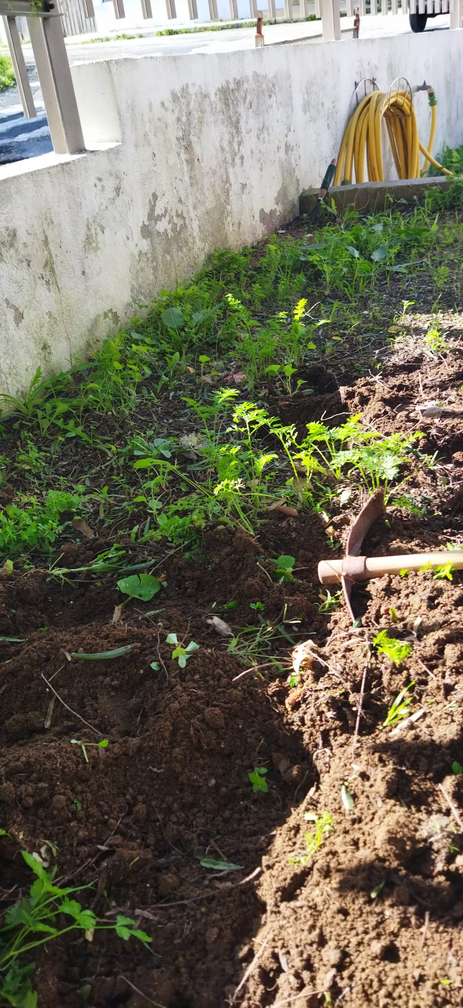 1º Fotografia ao espaço destinado à futura horta.