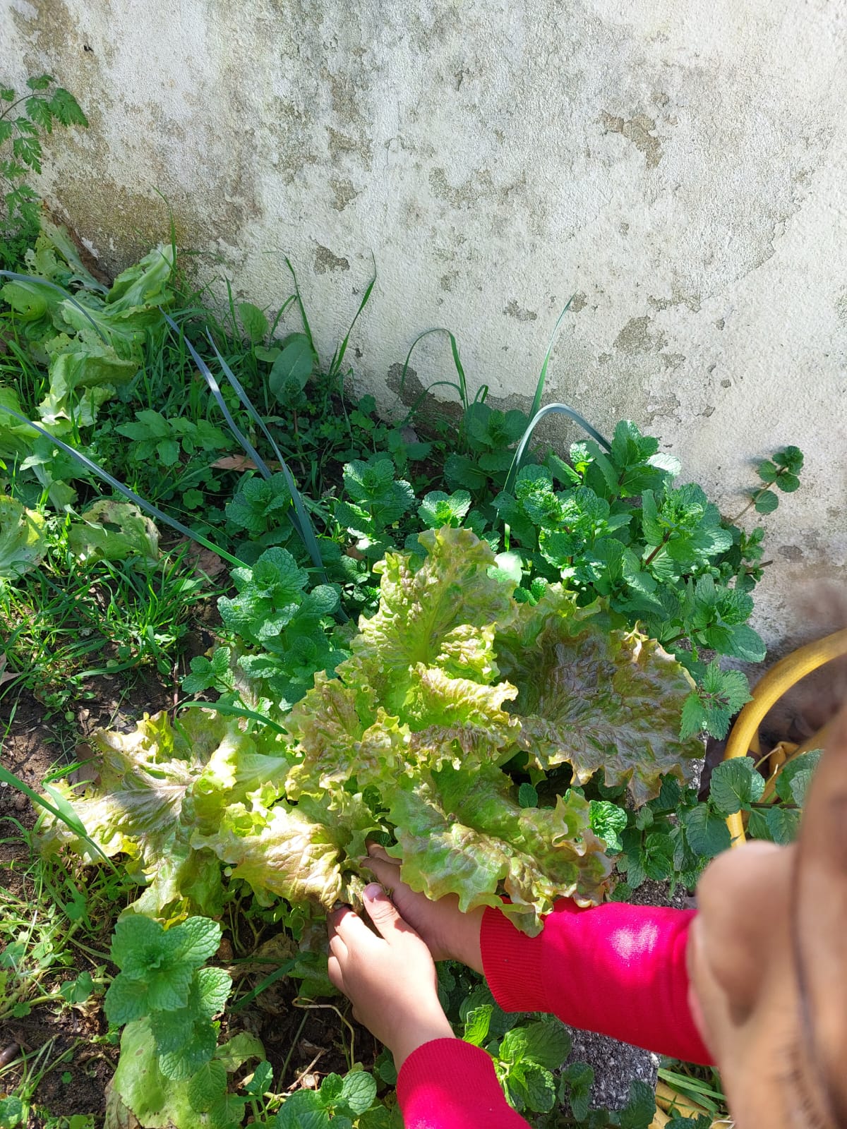 A colher legumes.