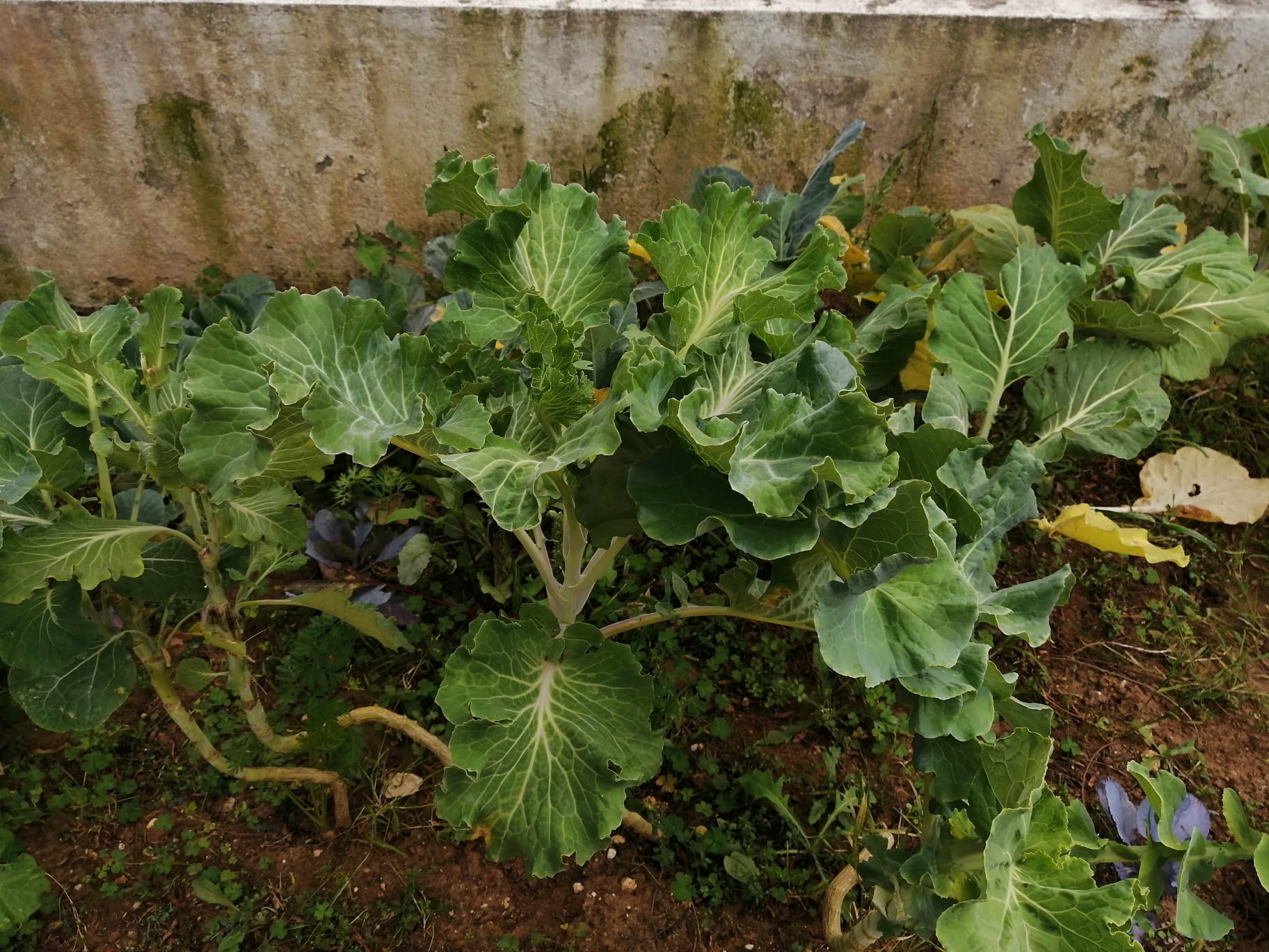 As plantas cresceram imenso.