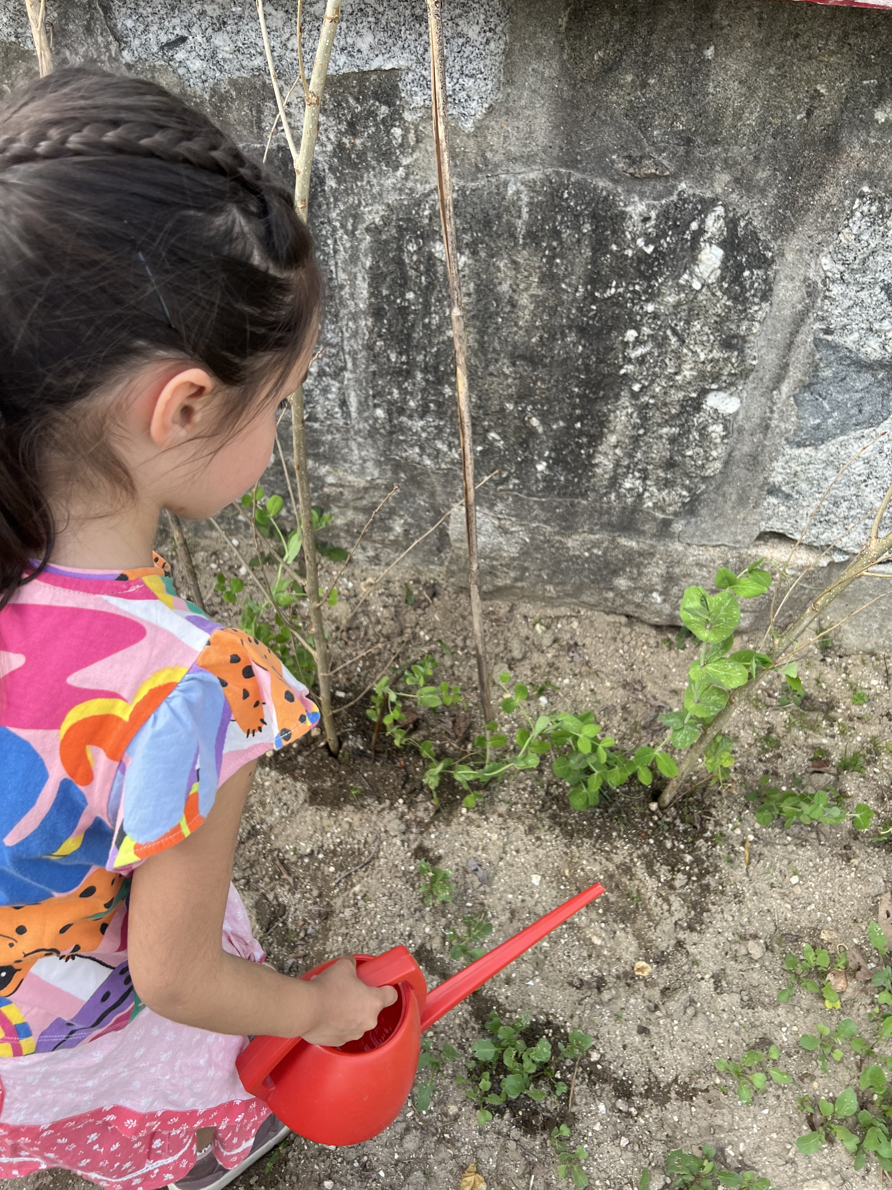 Os alunos regam as plantações, já feitas anteriormente.