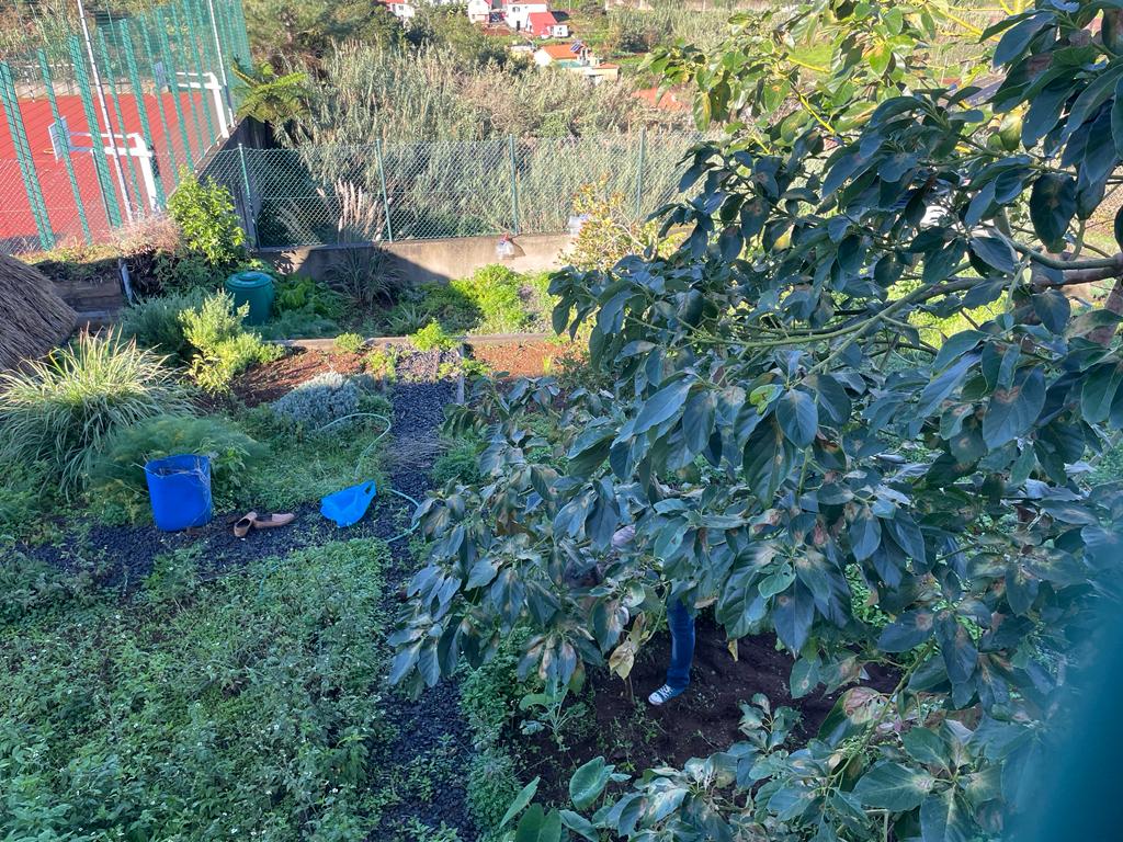 Preparação da terra e do canteiro