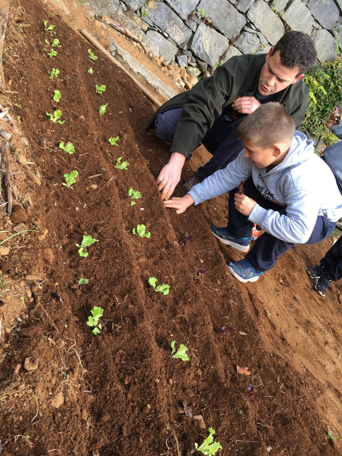 Plantação de alface, com a colaboração de dois encarregados de educação.