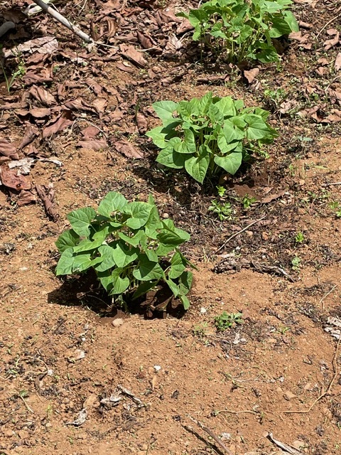 Feijão para as sopas.