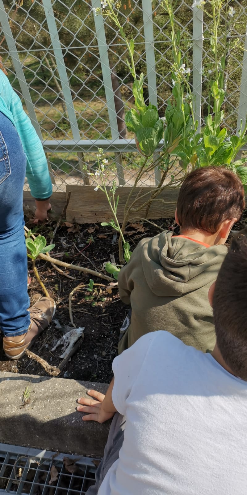 Seleção das plantas