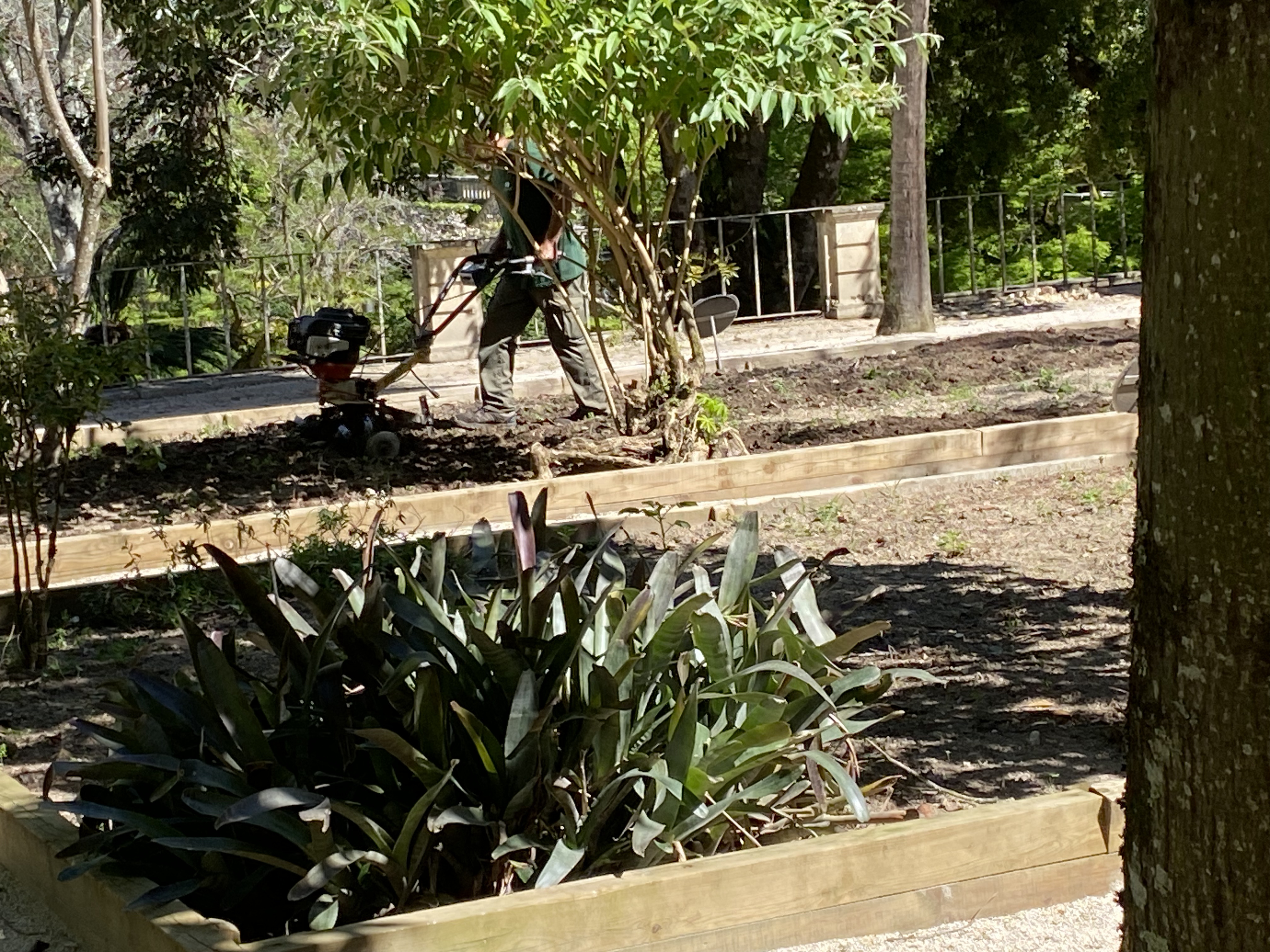 Observação de trabalhos agrícolas: aprender com quem sabe.