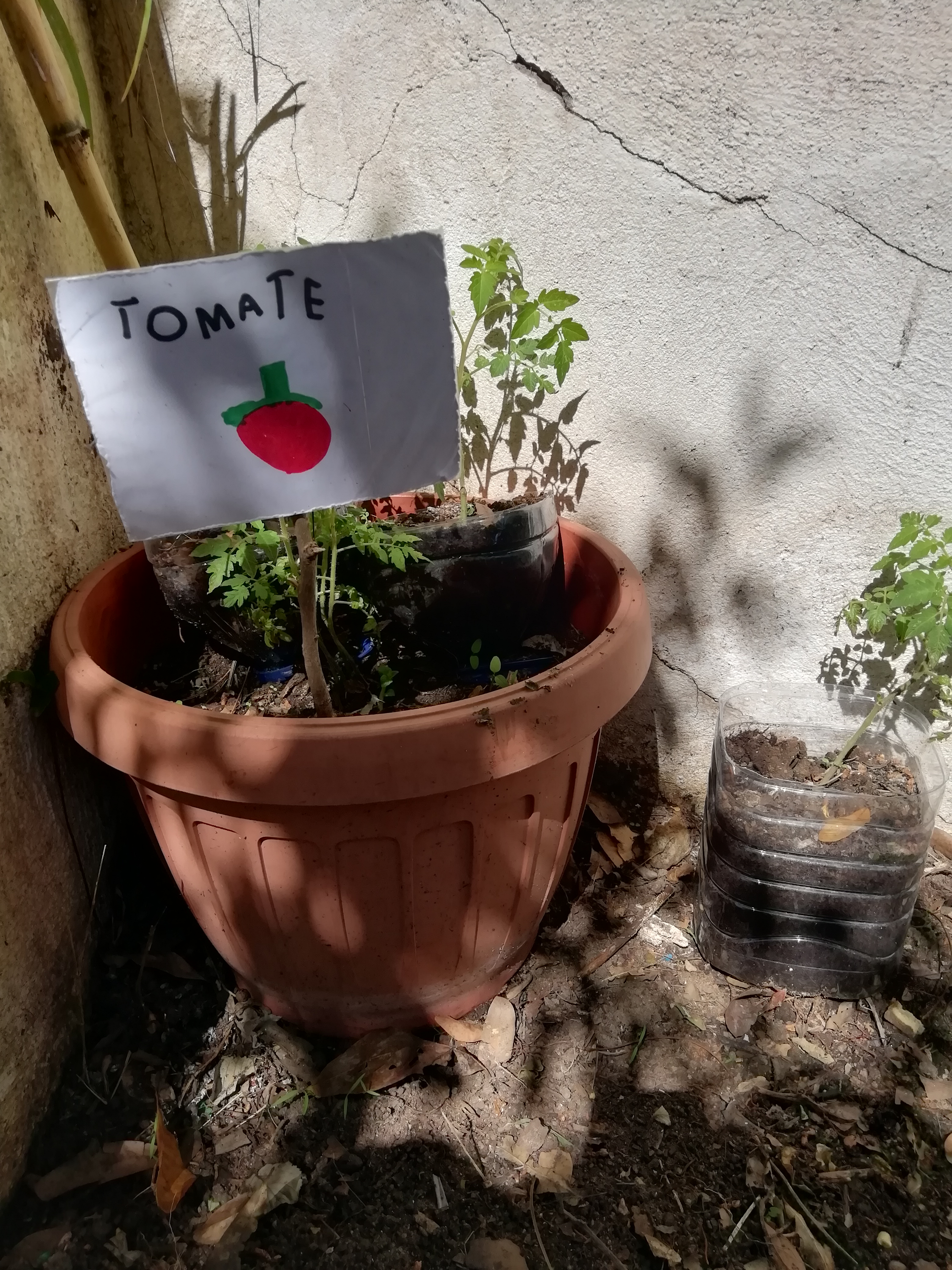 Primeiro tomateiro