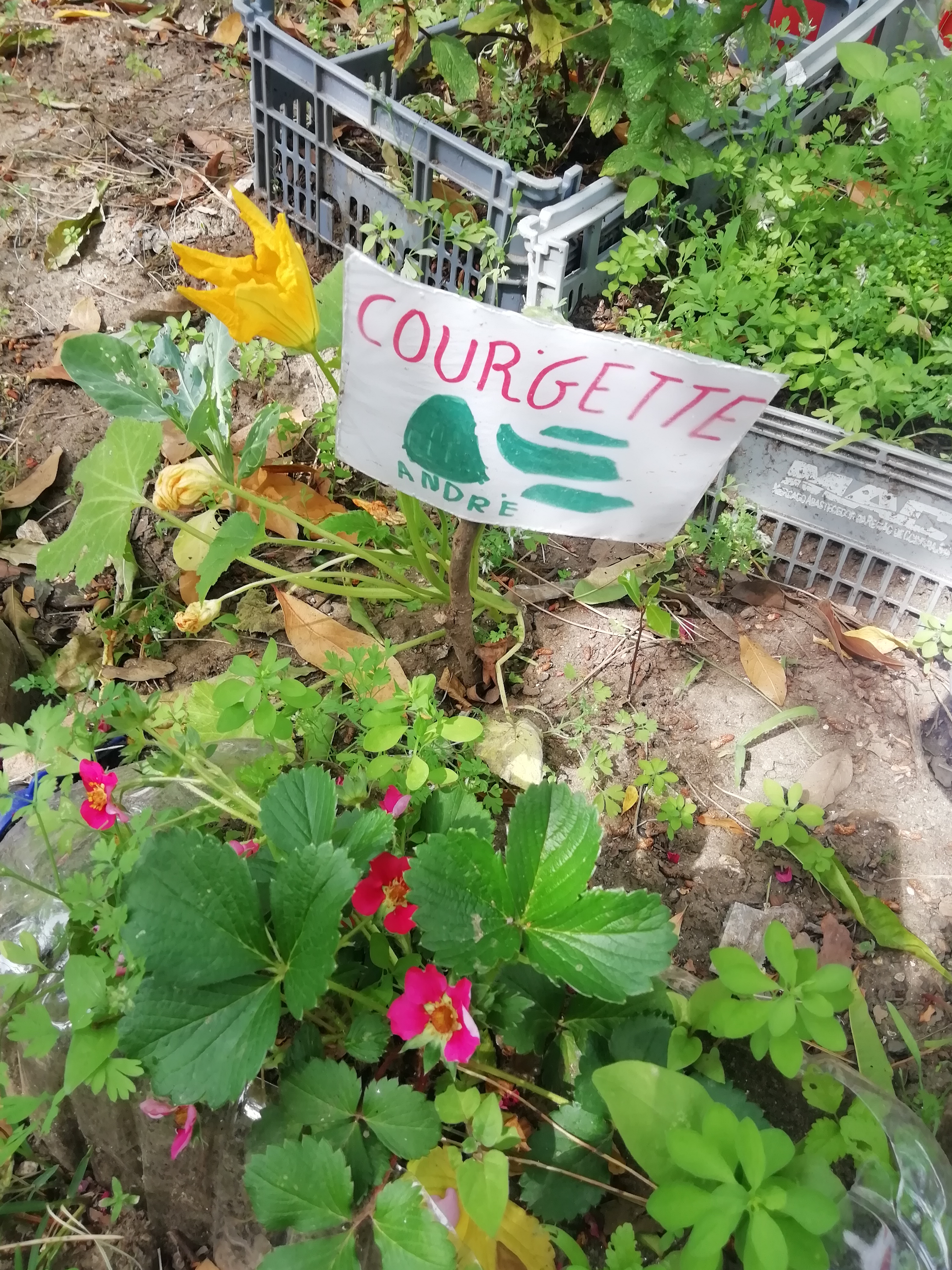 Qualquer dia temos courgette para a sopa.