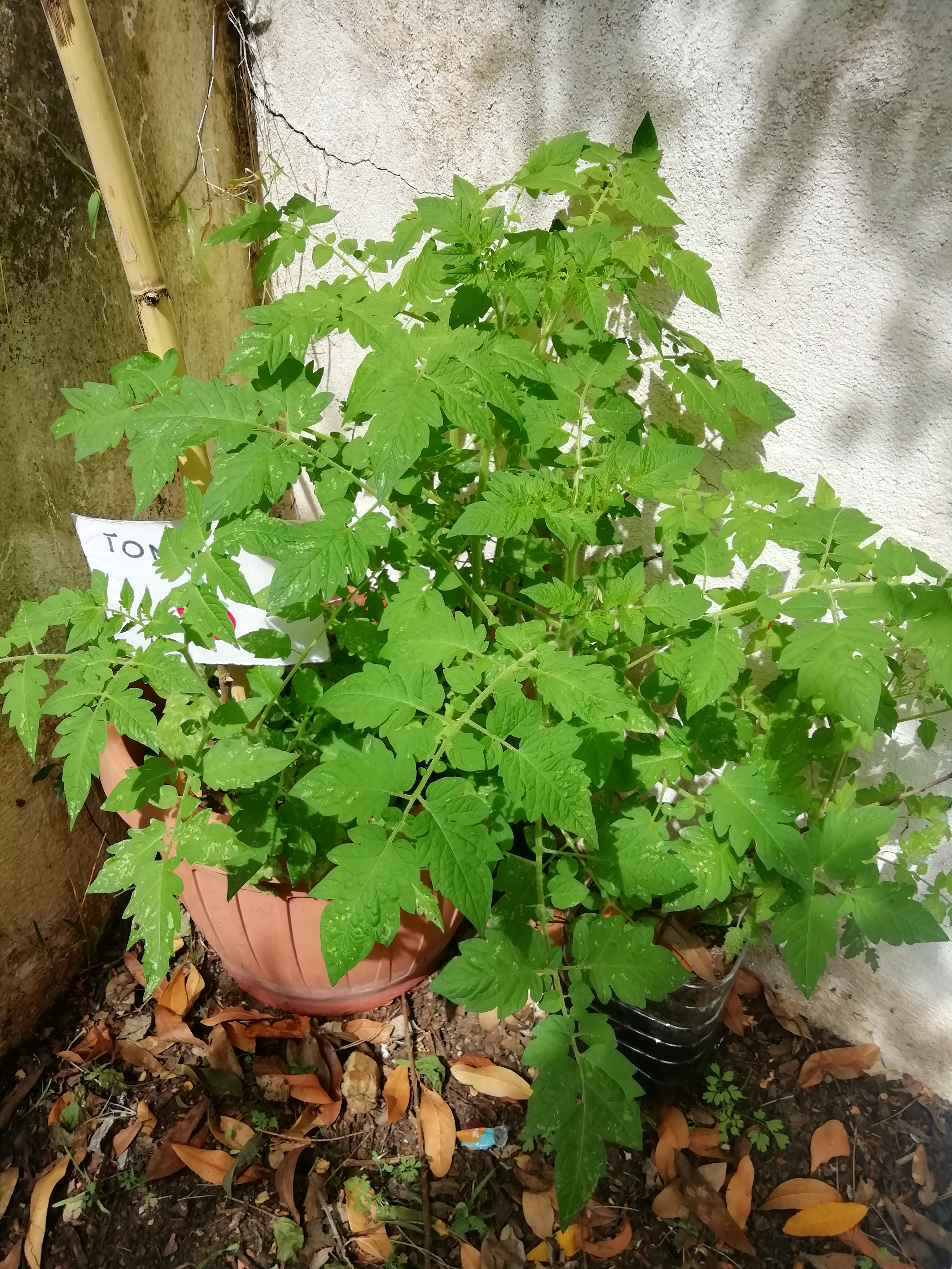 E não nos faltarão uns belos "tomatinhos" para a nossa salada.
