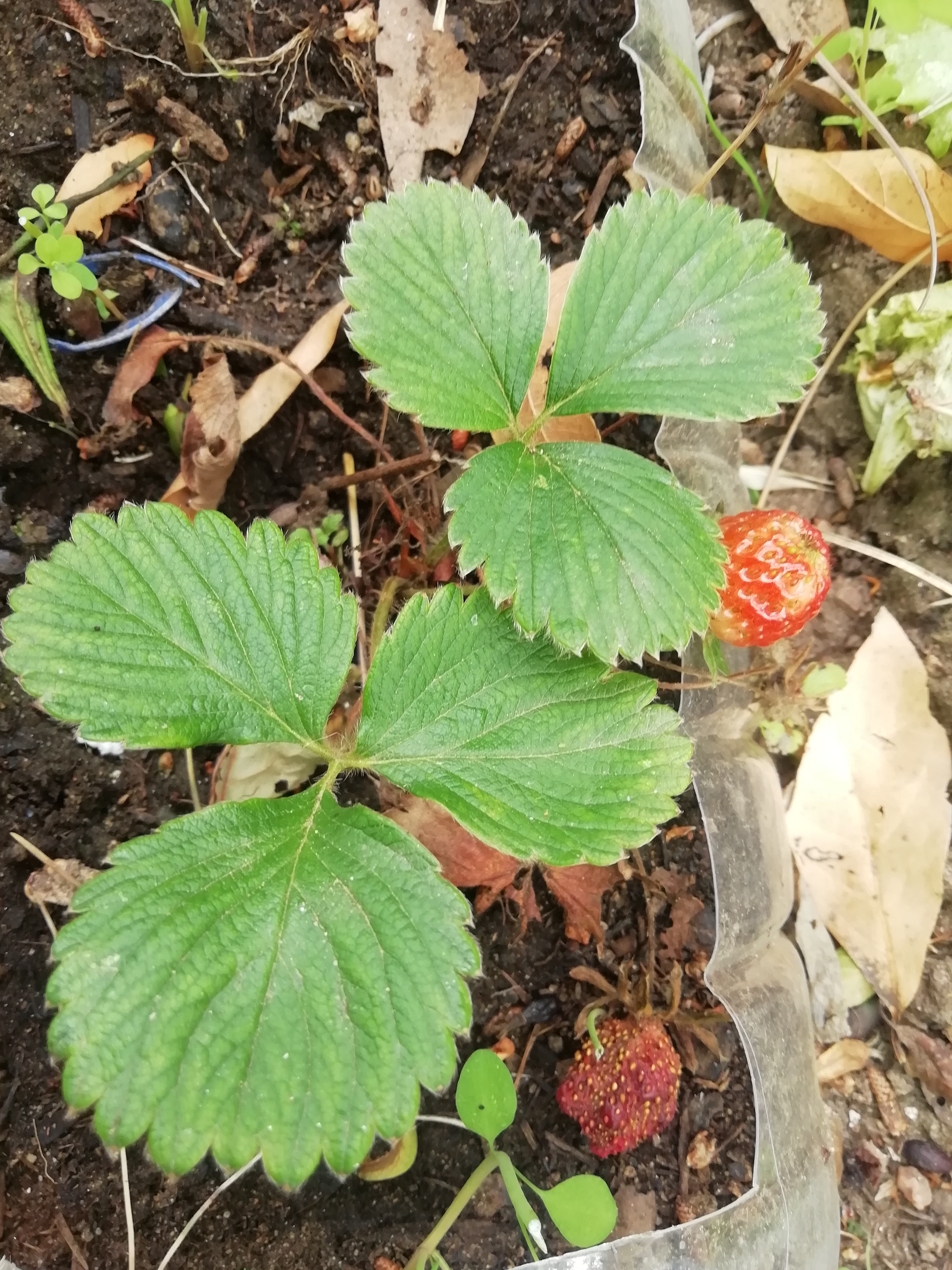 Mais uns dias e já dá para fazer batido de morango.