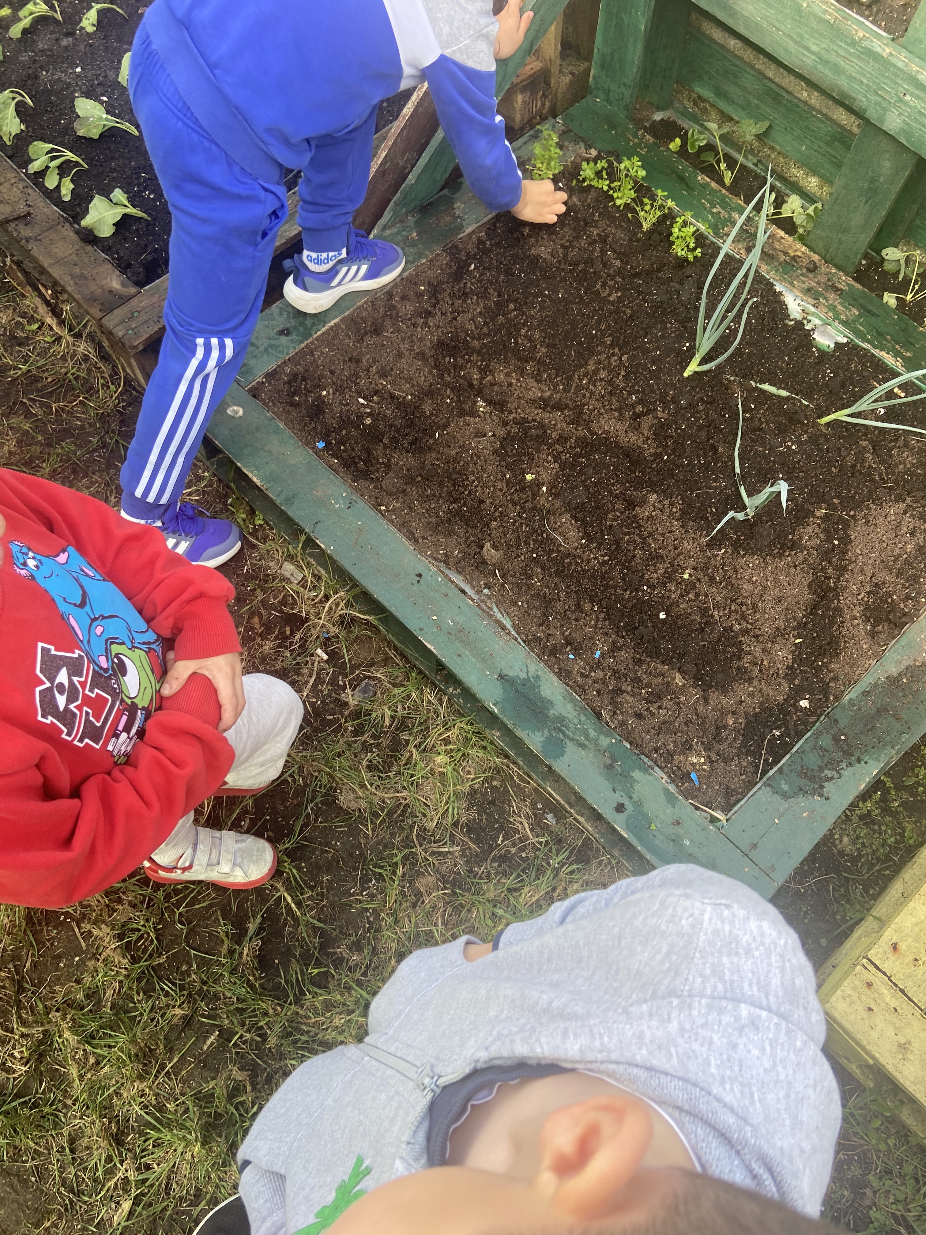 Todos os alunos da escola participara na recuperação da horta, no mexer a terra e tirar ervas , na plantação das ervas aromáticas e outras plantas. Depois de analisar as plantas serão identificadas.
