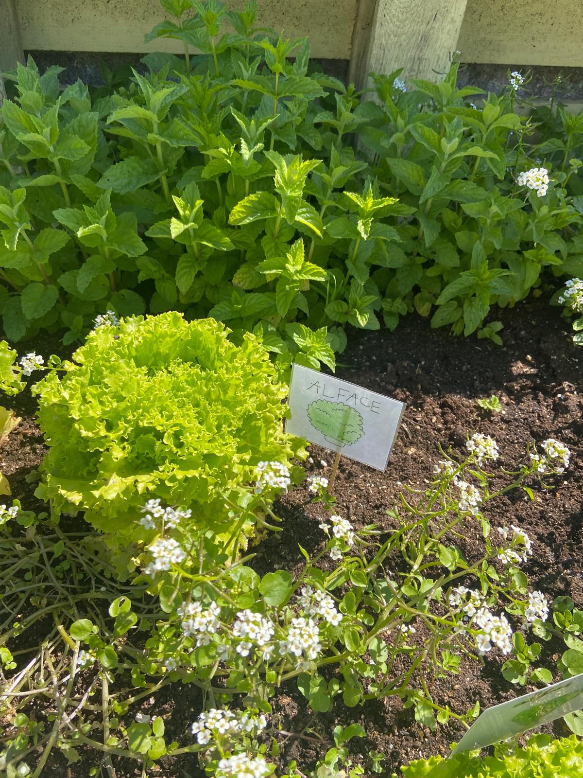 Os alunos etiquetaram todas as plantas da nossa horta.