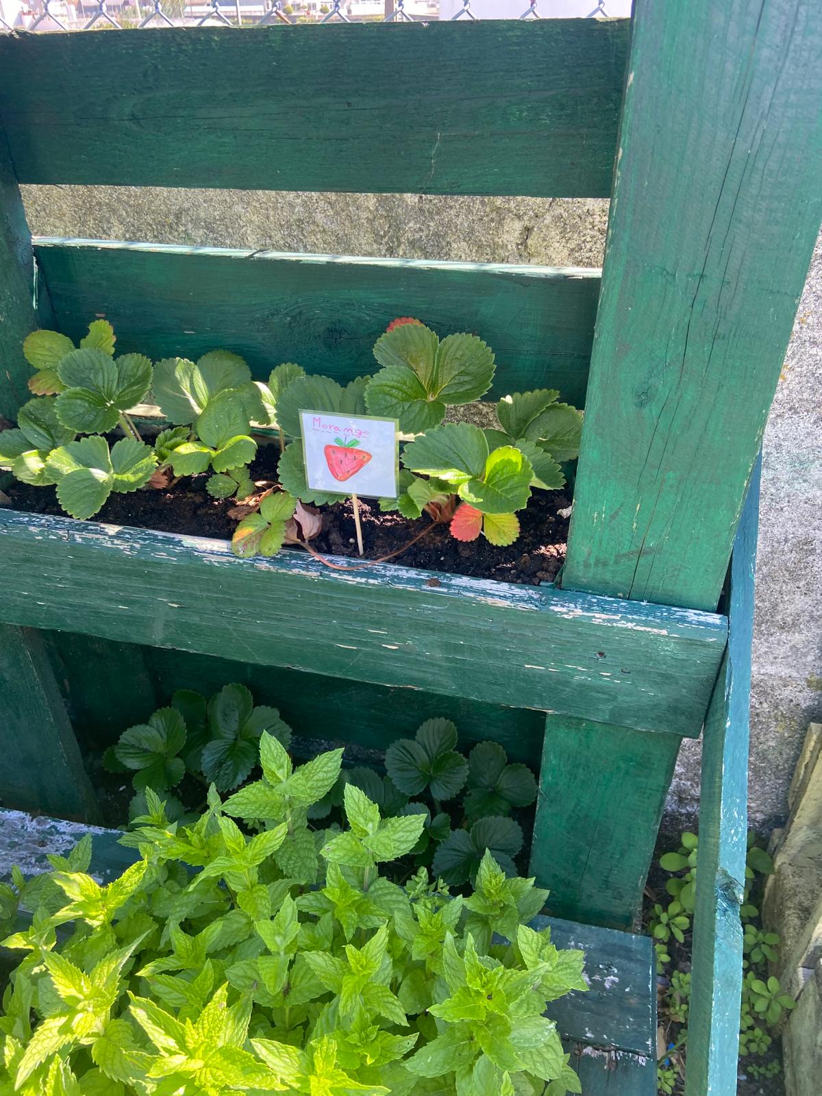 Os alunos etiquetaram as plantas da horta.