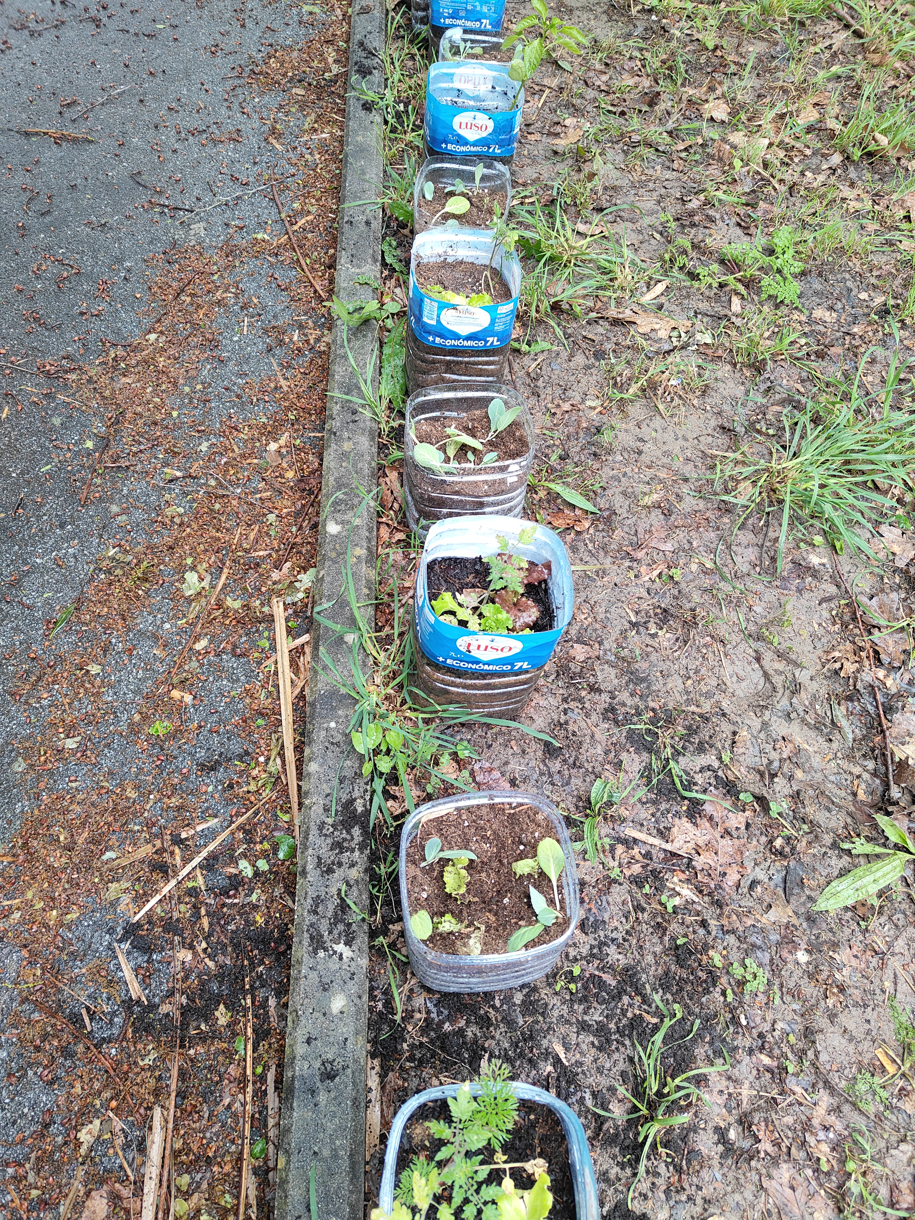 Preparação do terreno para plantar as aromáticas e hortícolas