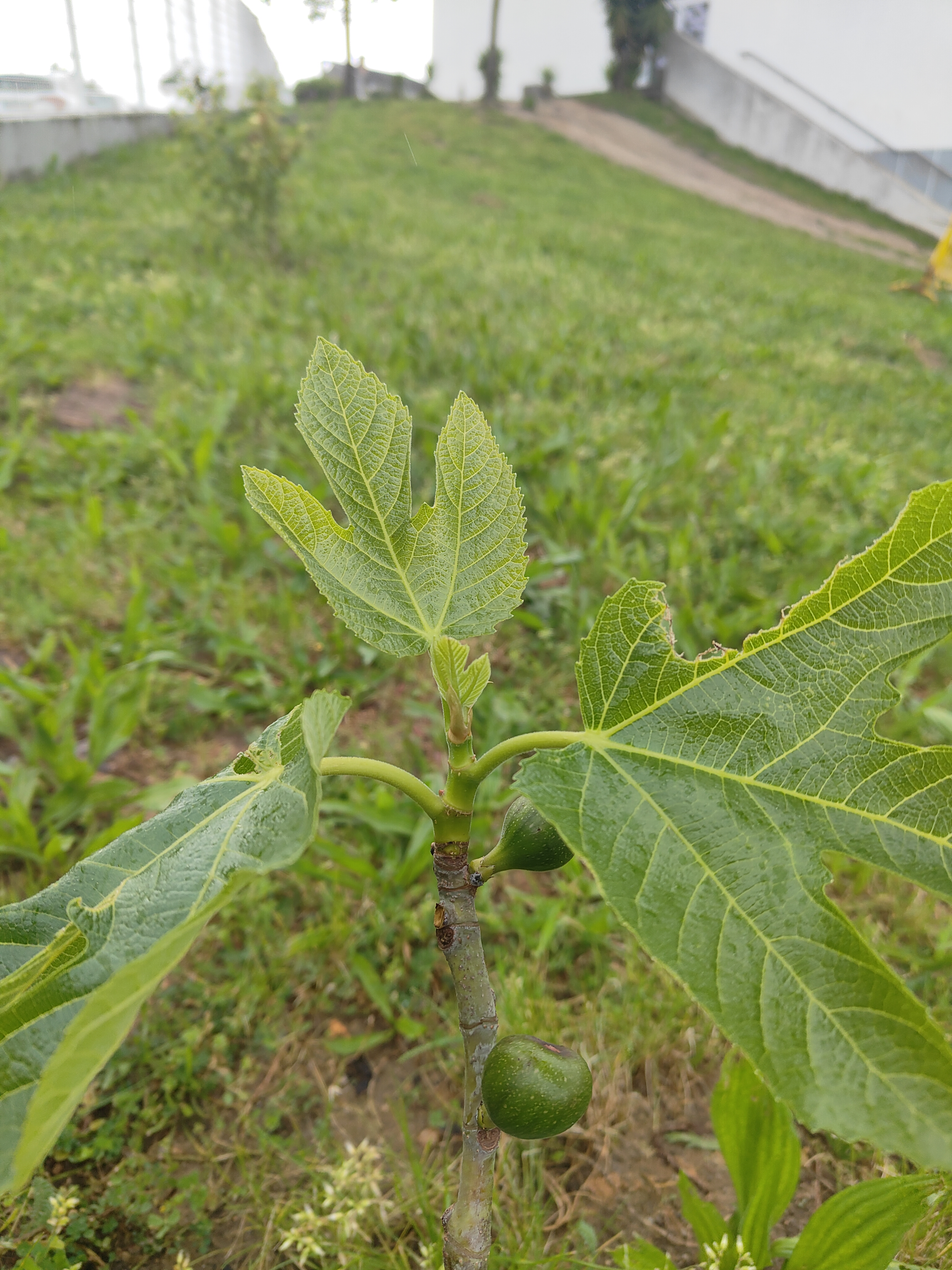 Plantação em vasos de plantas hortícolas