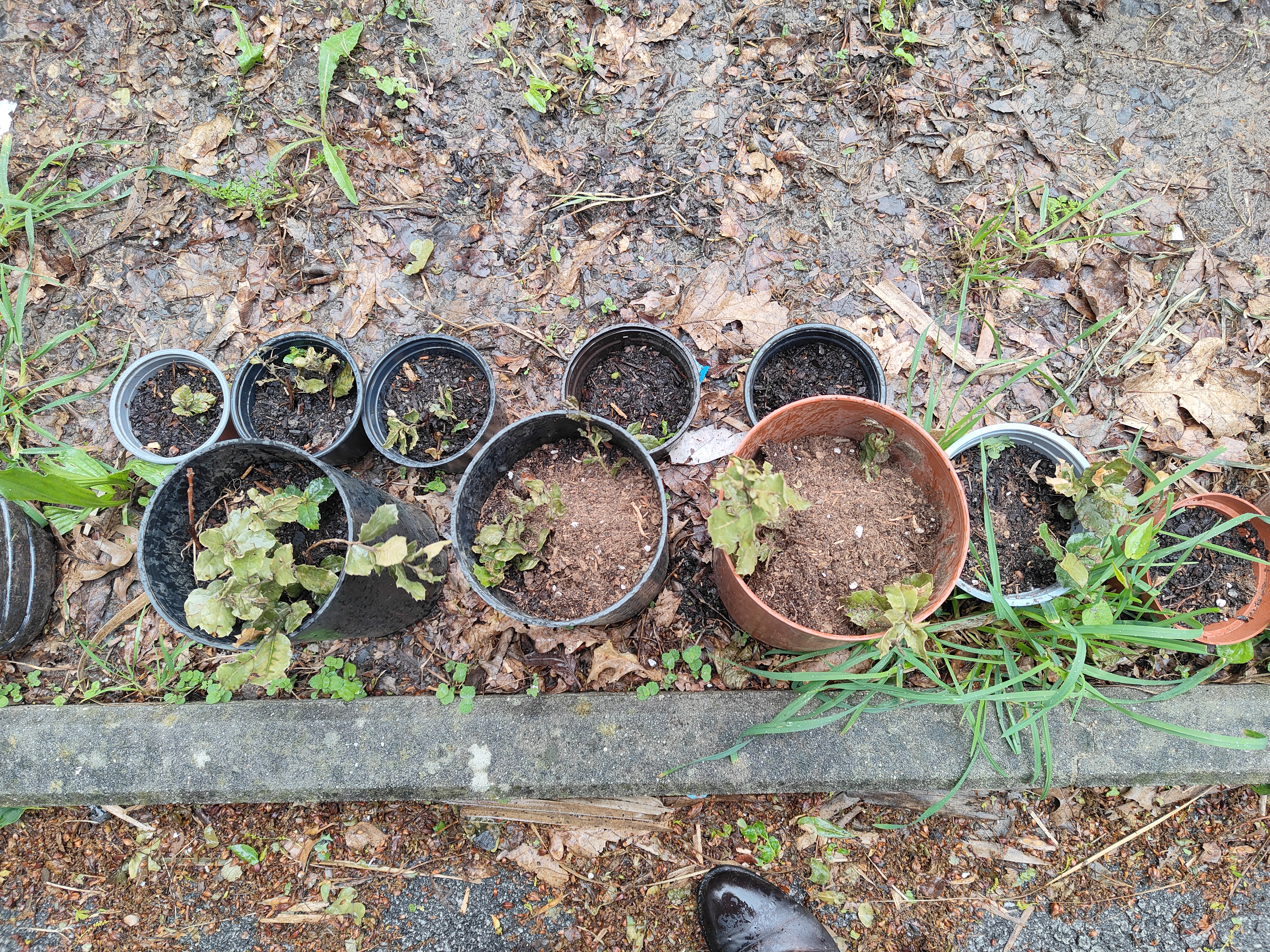 Plantação em vasos de plantas hortícolas