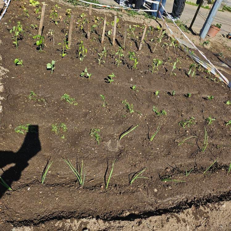 Plantação de hortícolas no talhão das turmas: 9RC