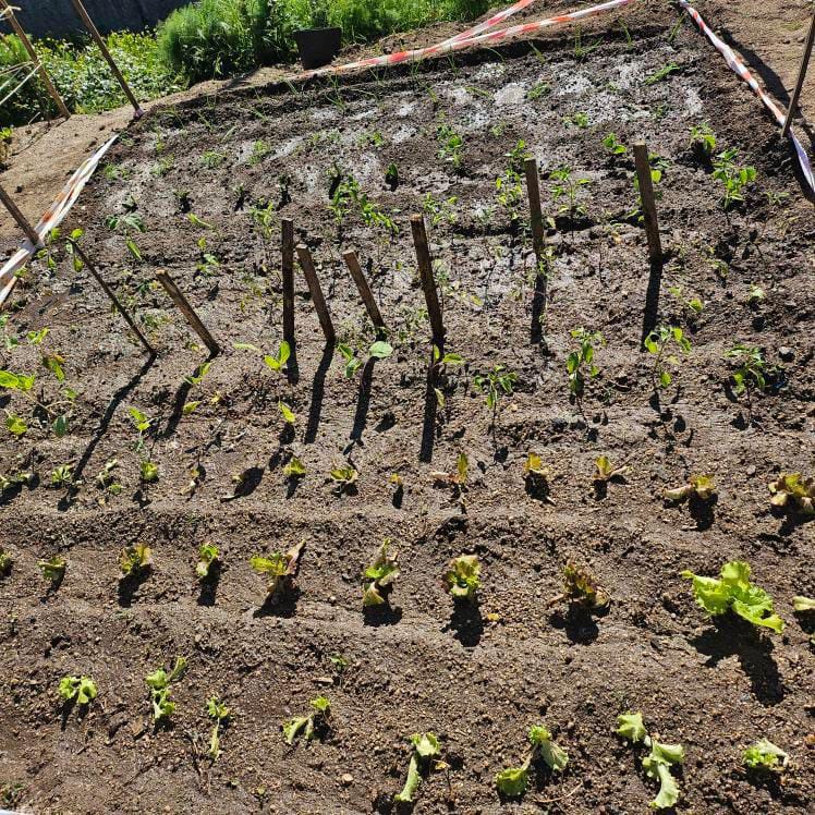 Plantação de hortícolas no talhão das turmas: 9RC